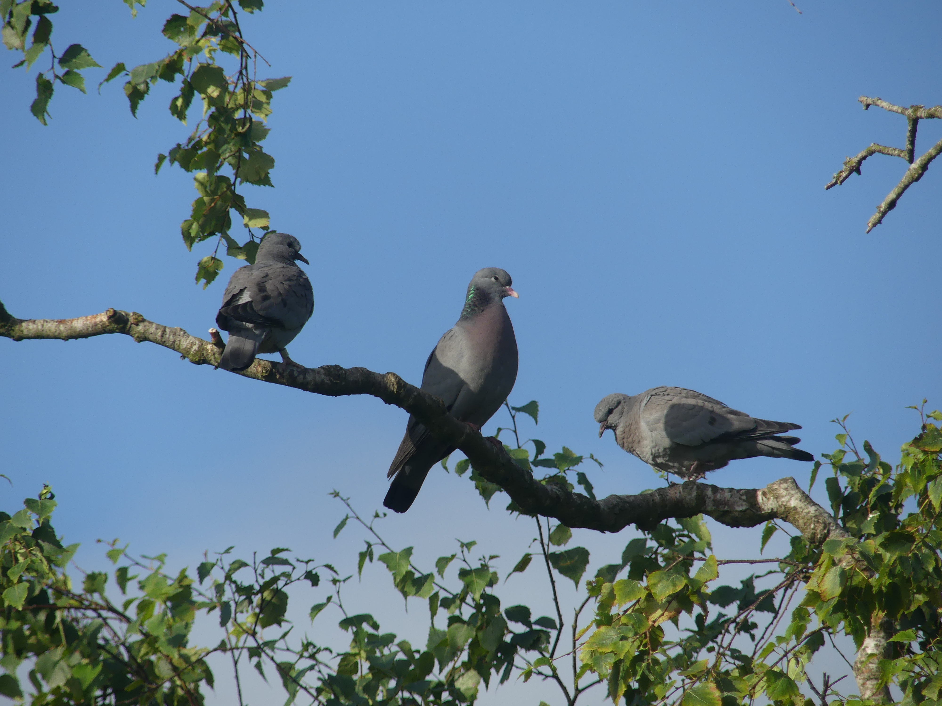 Huldue med to udflojne unger foto Einar Flensted Jensen