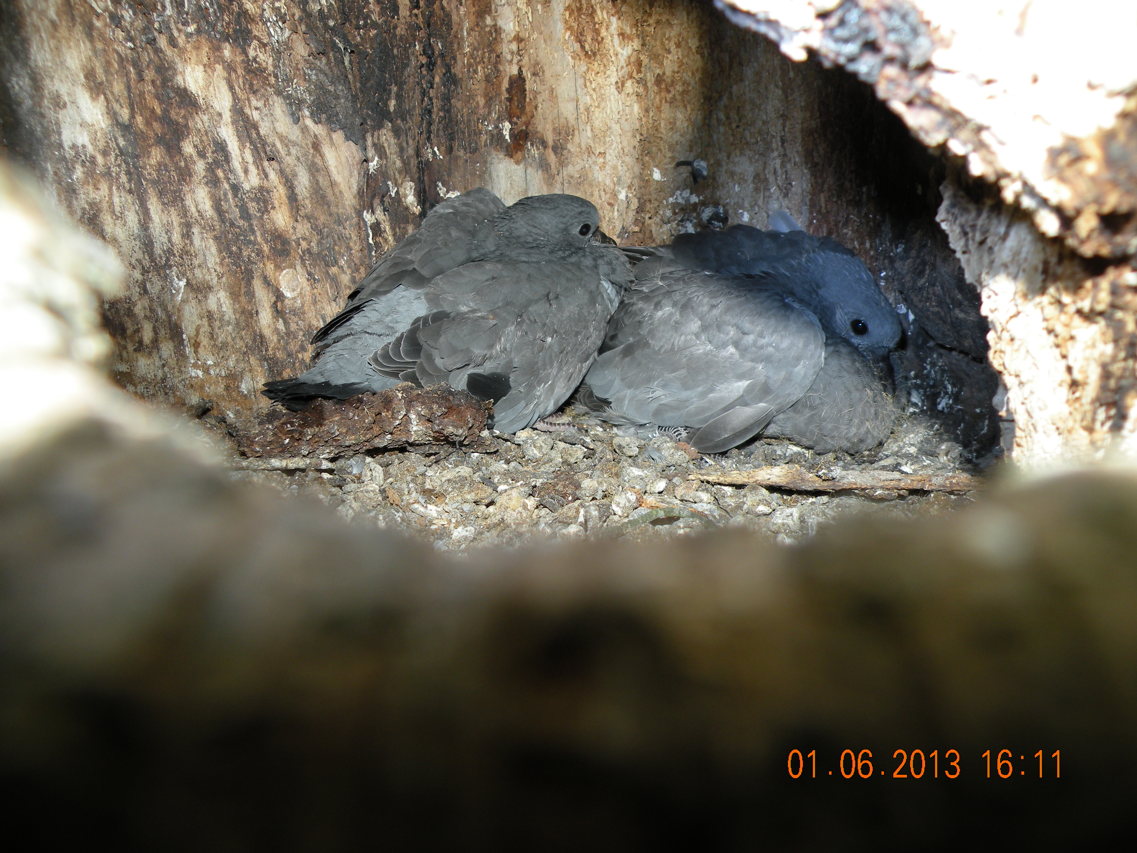 Huldue store unger foto Einar Flensted Jensen