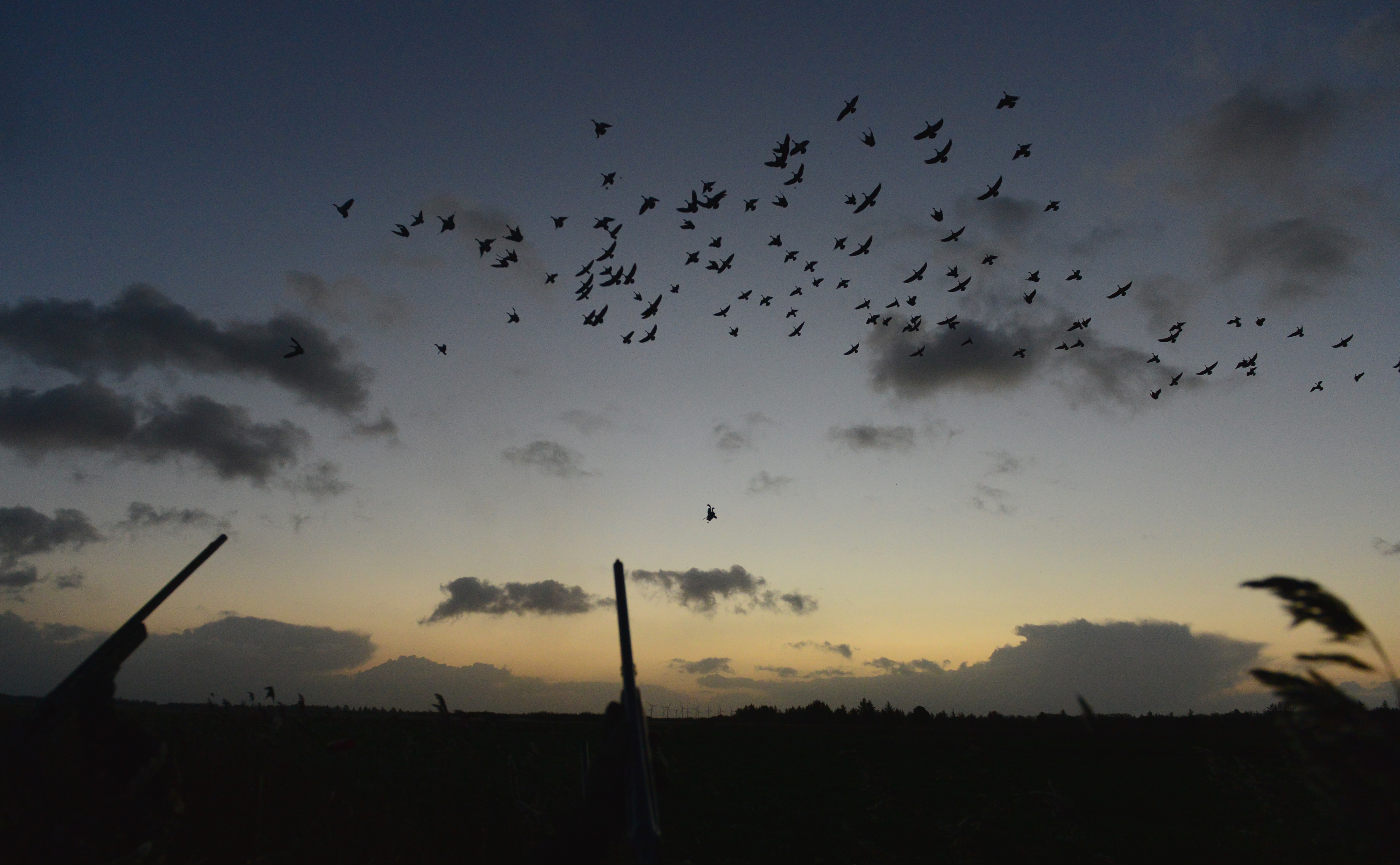 Jagt en tidlig morgen foto Jan Skriver