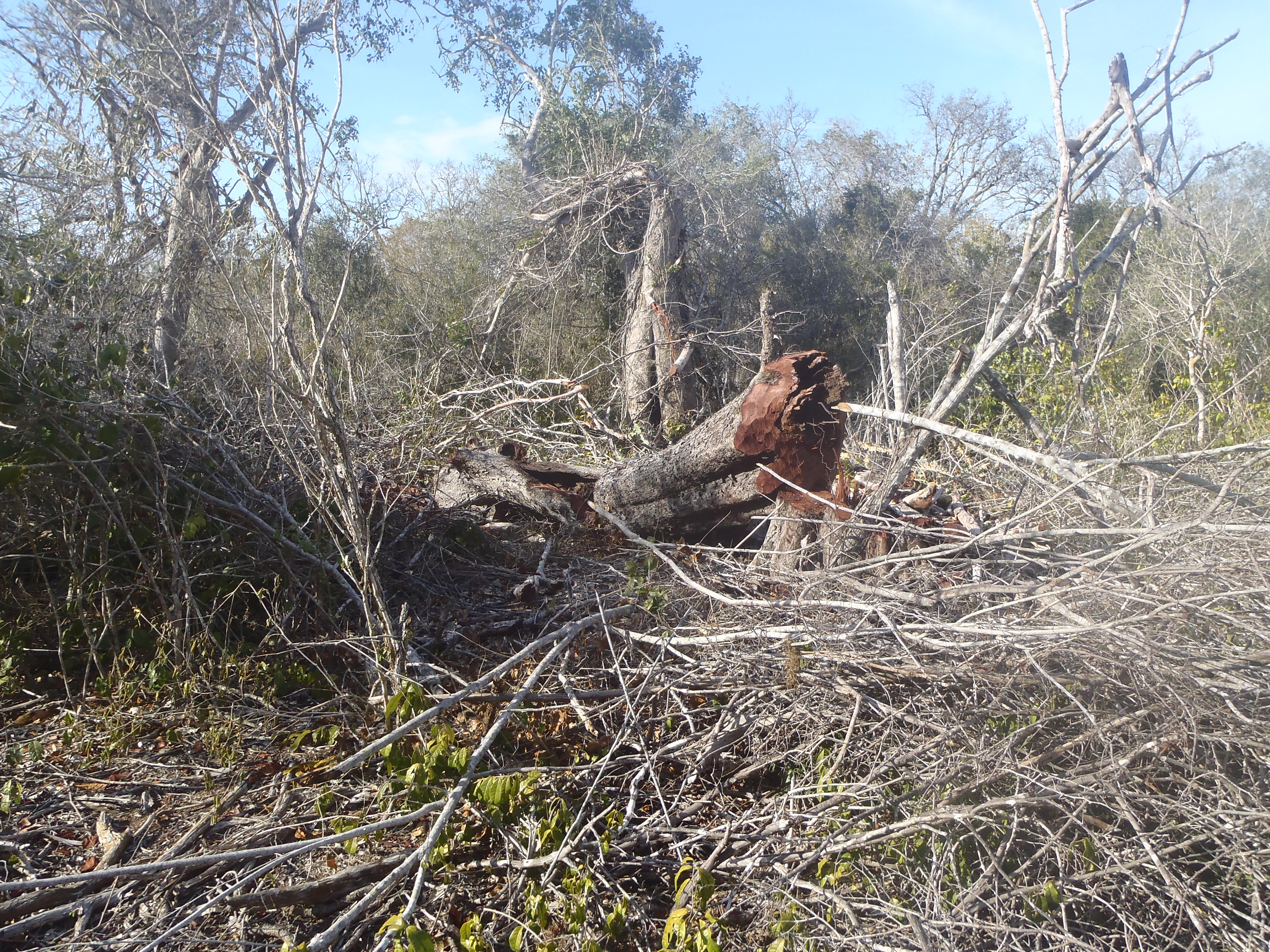 Implementér EU’s afskovningsforordning 