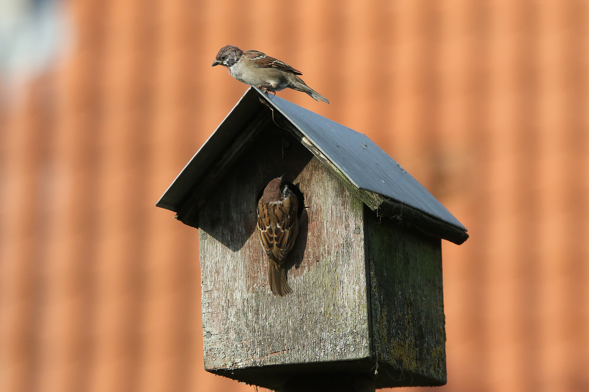 Redekasse Stor flagspætte skovspurv Helsinge 20 sept 2018 Erik Biering ED0A6406 Kopi
