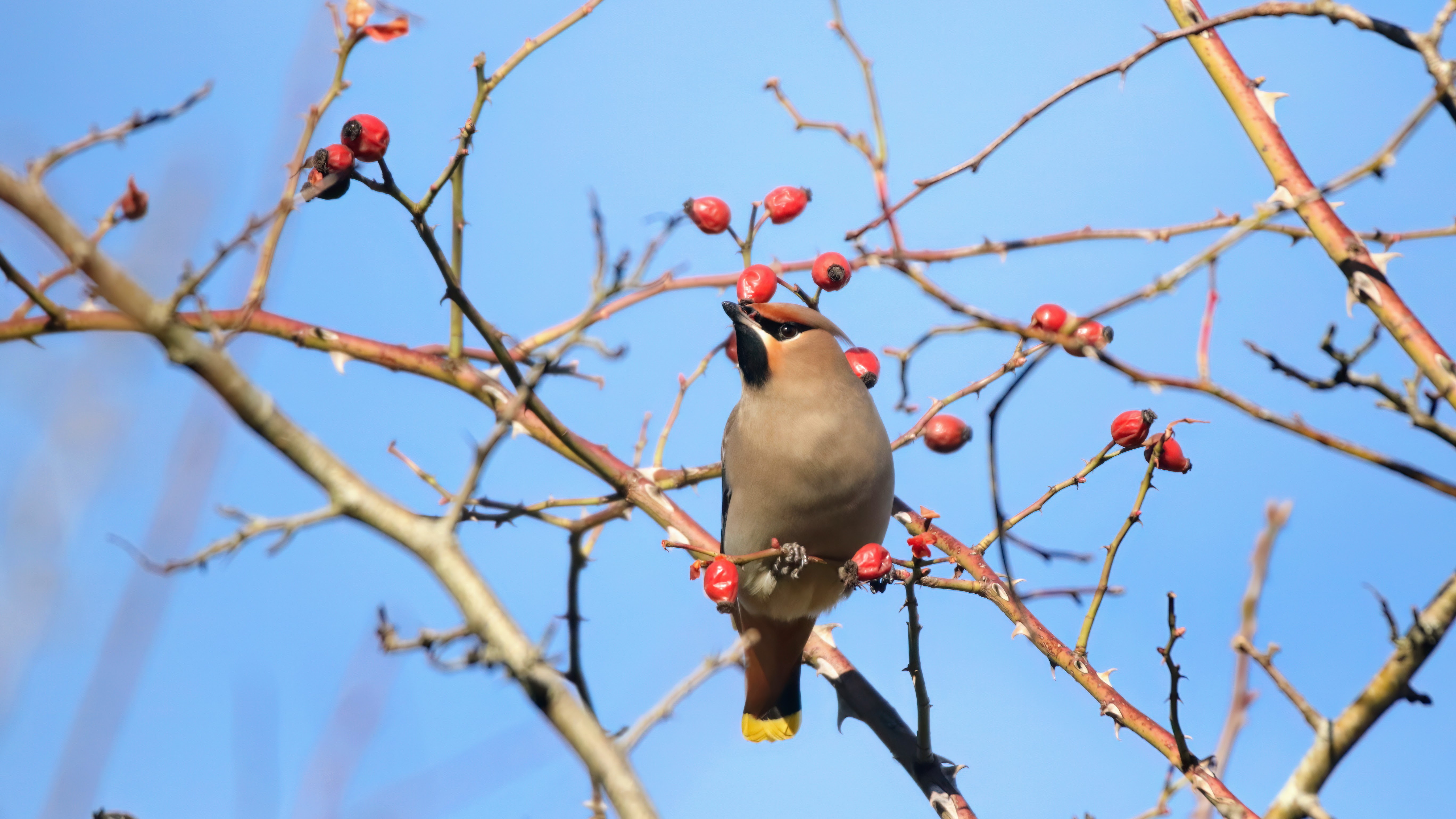 Silkehale amager fælled 19022023 2