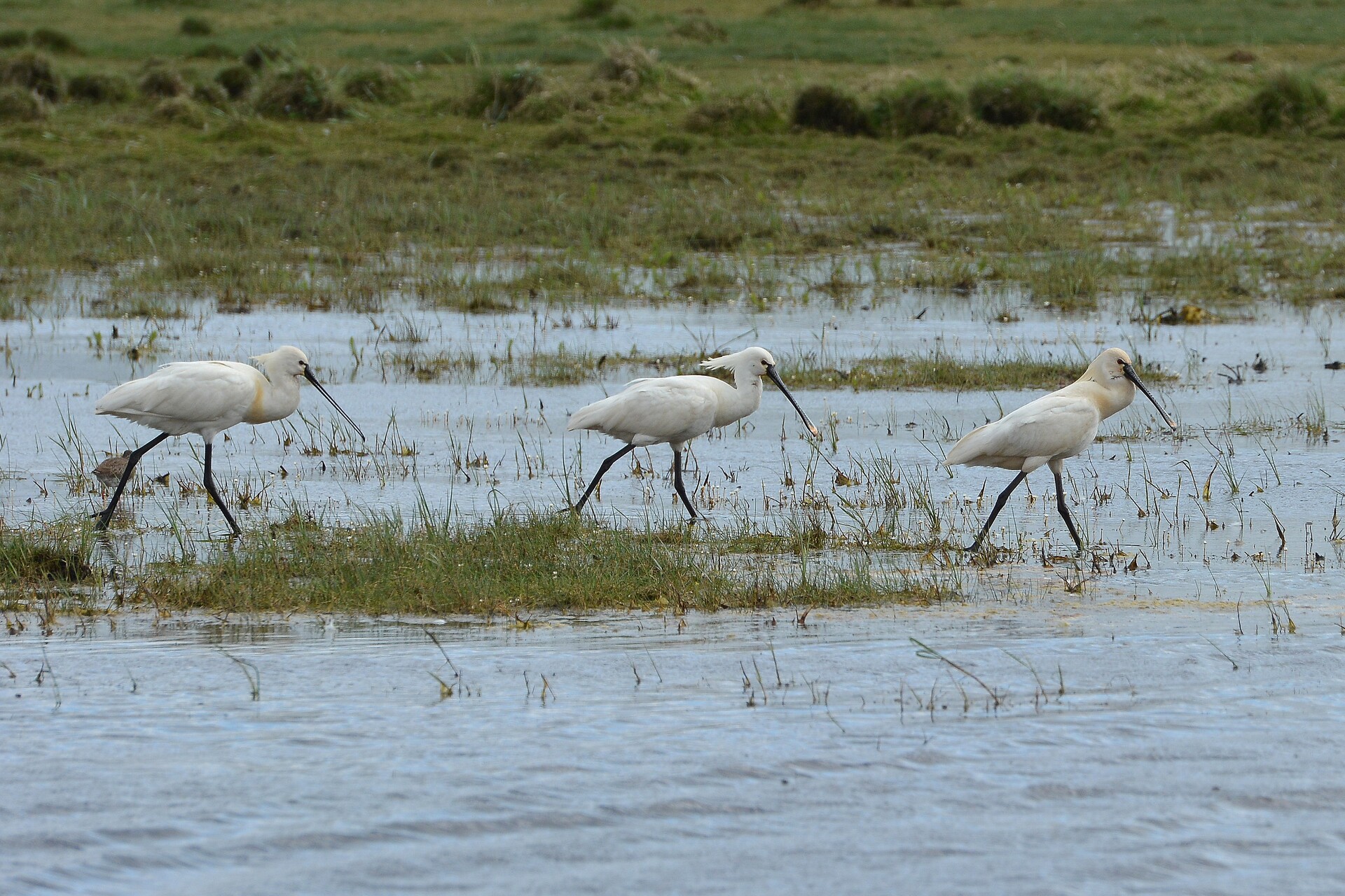 Skestork 6000x4000 Charlotte West 1296