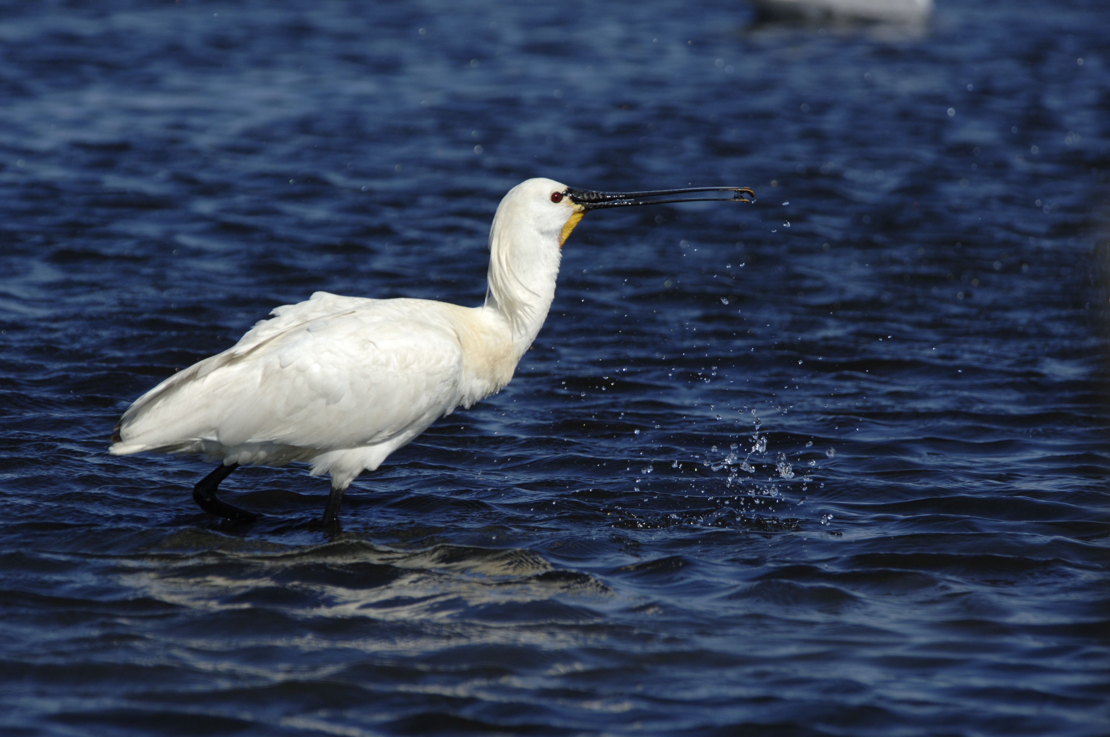 Skestork fanger føde foto Jan Skriver