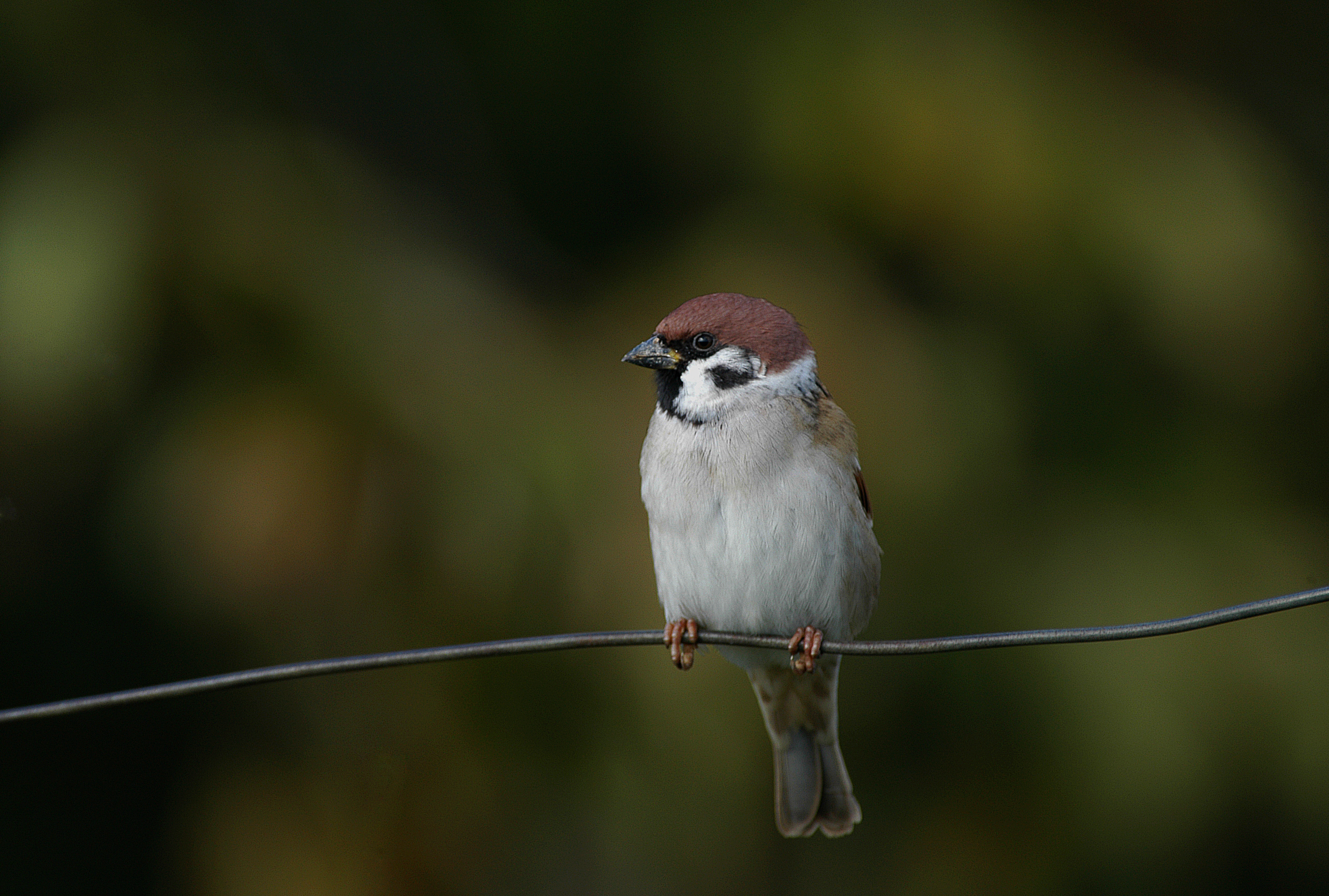 Skovspurv foto Jan Skriver 