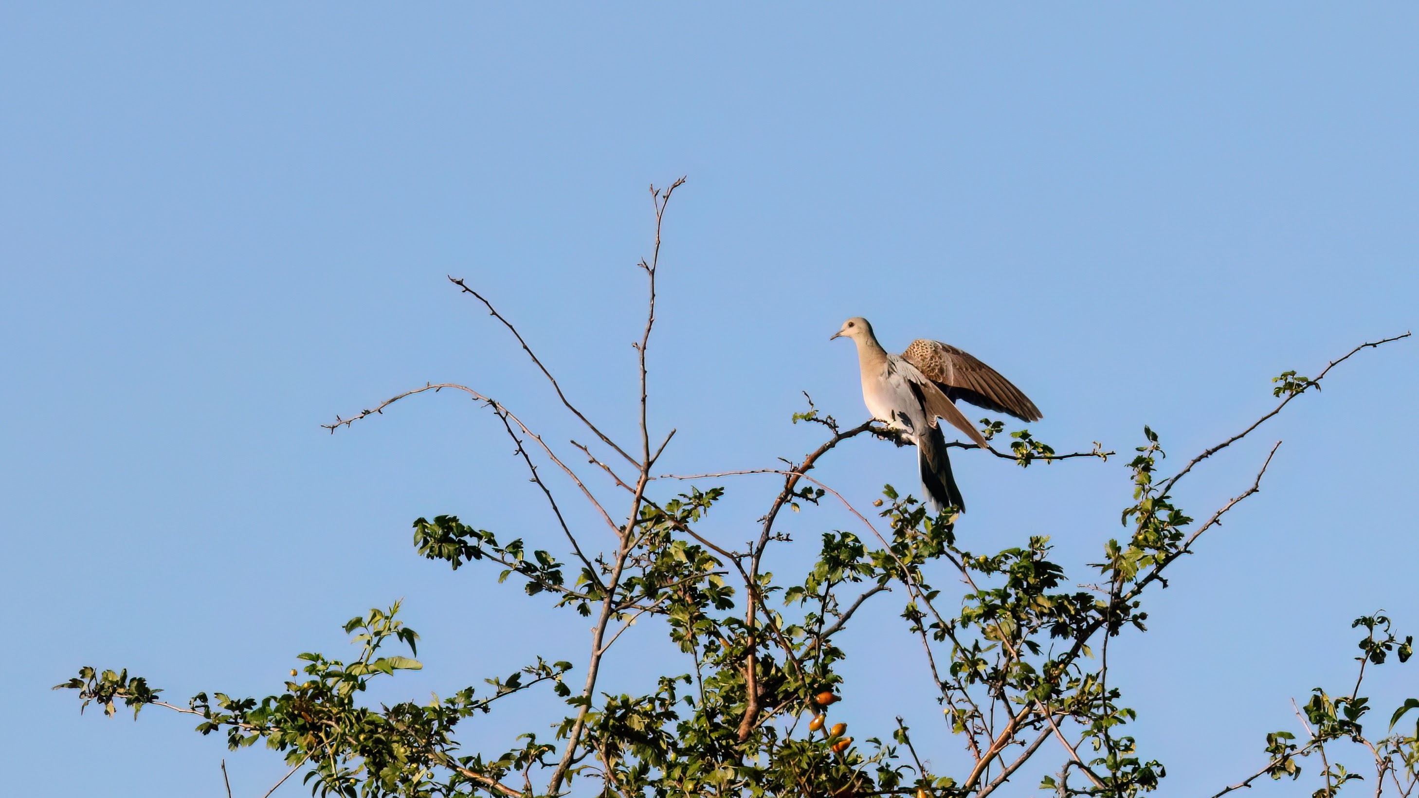 Turteldue Slovenien august 2023 DPE