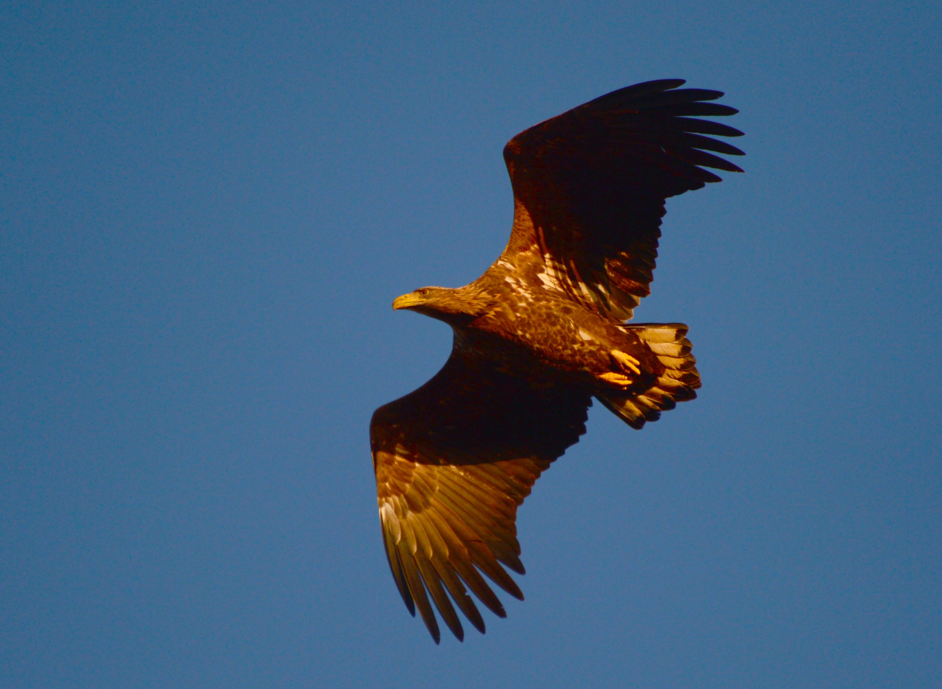  Havørn ungfugl foto Jan Skrriver