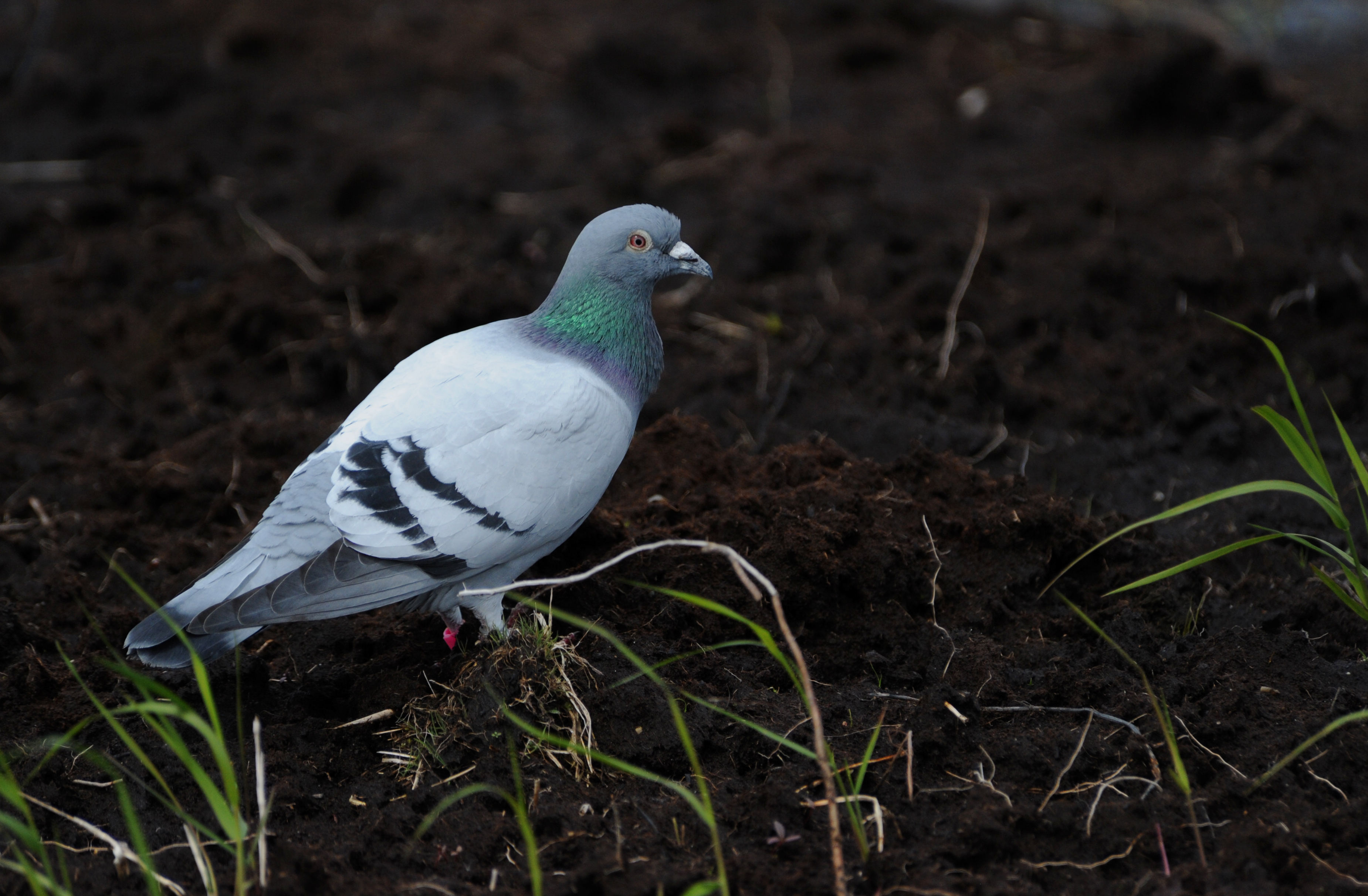  Klippedue foto Jan Skriver
