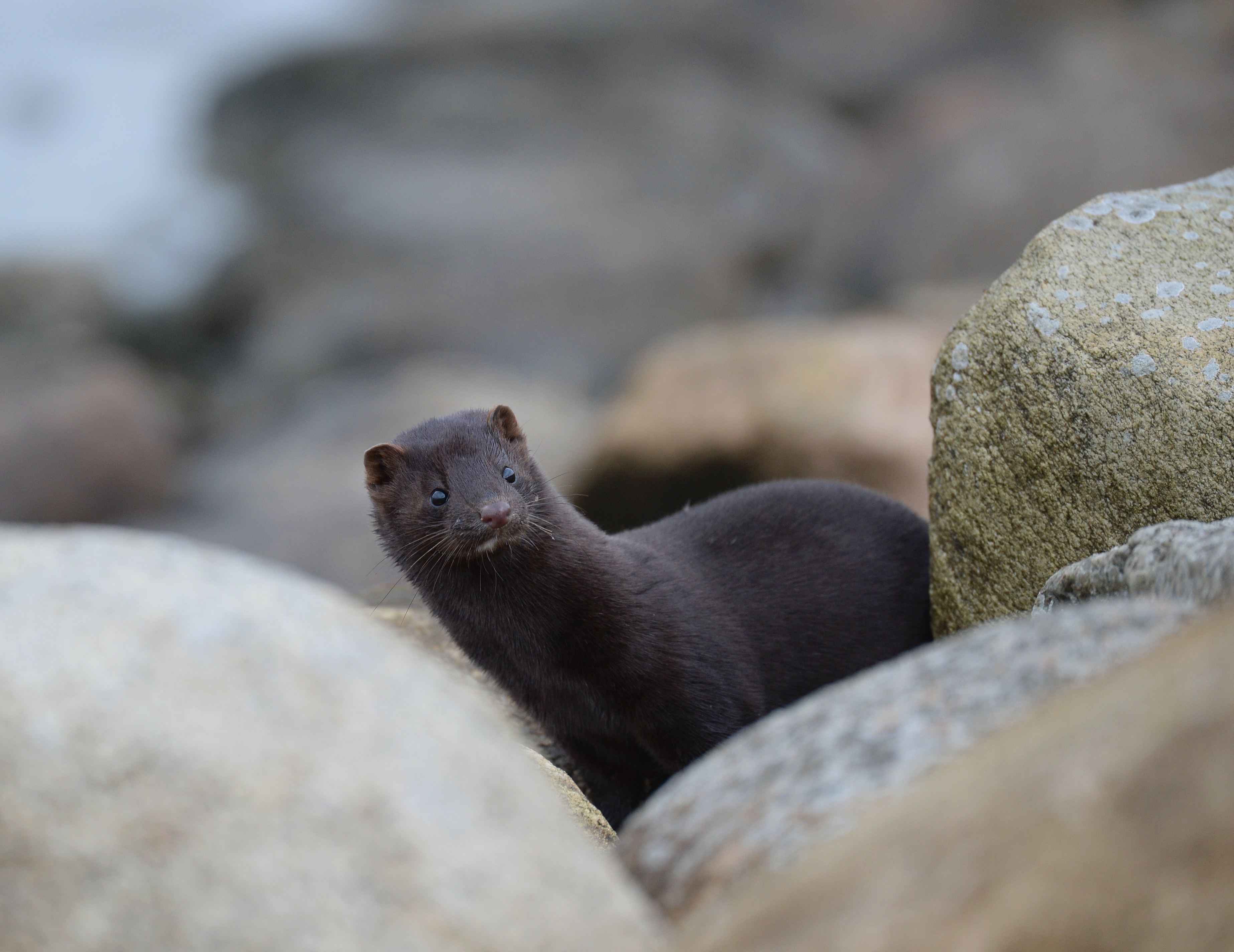  Mink forbavset foto Jan Skriver