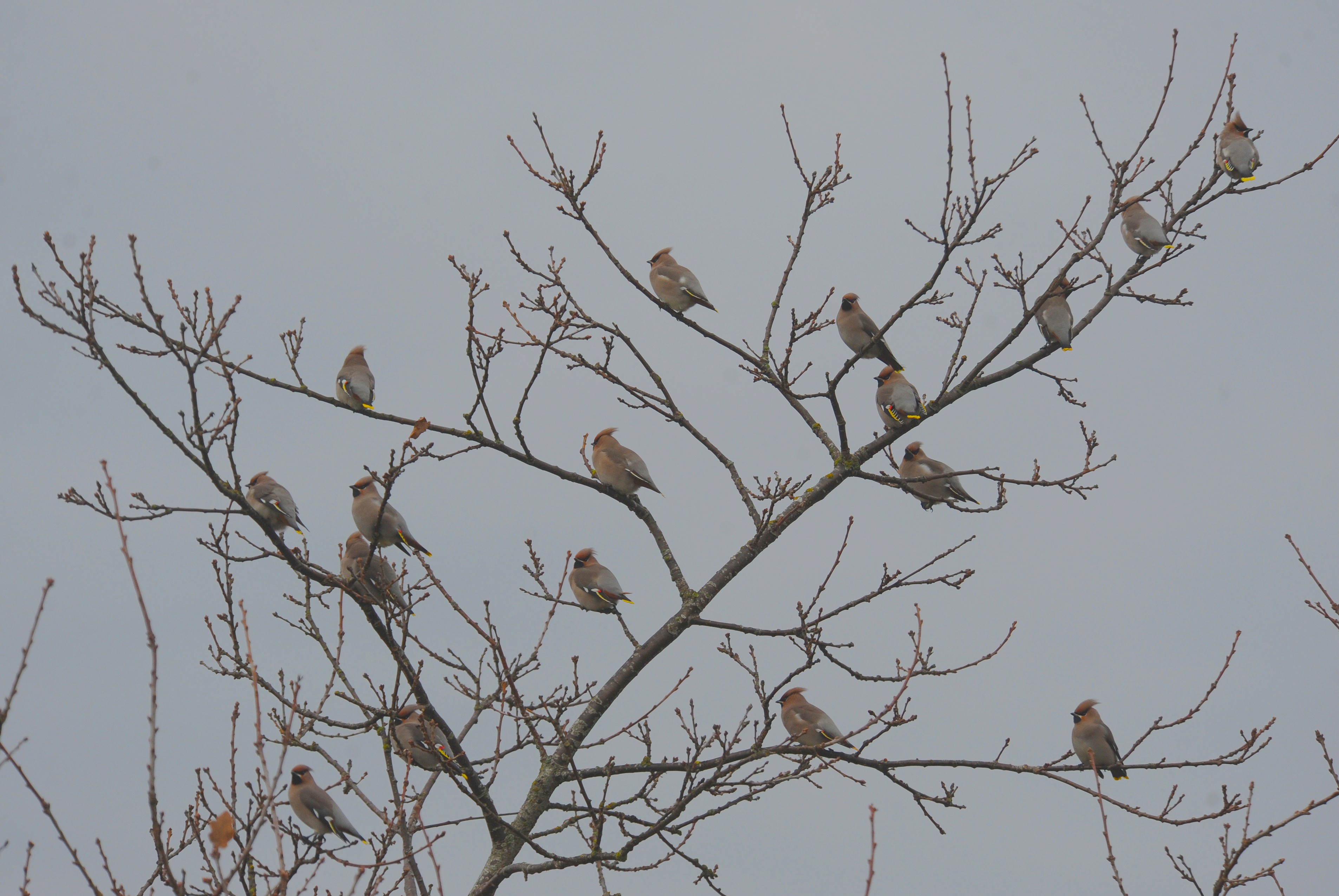  Silkehaler foto Jan Skriver