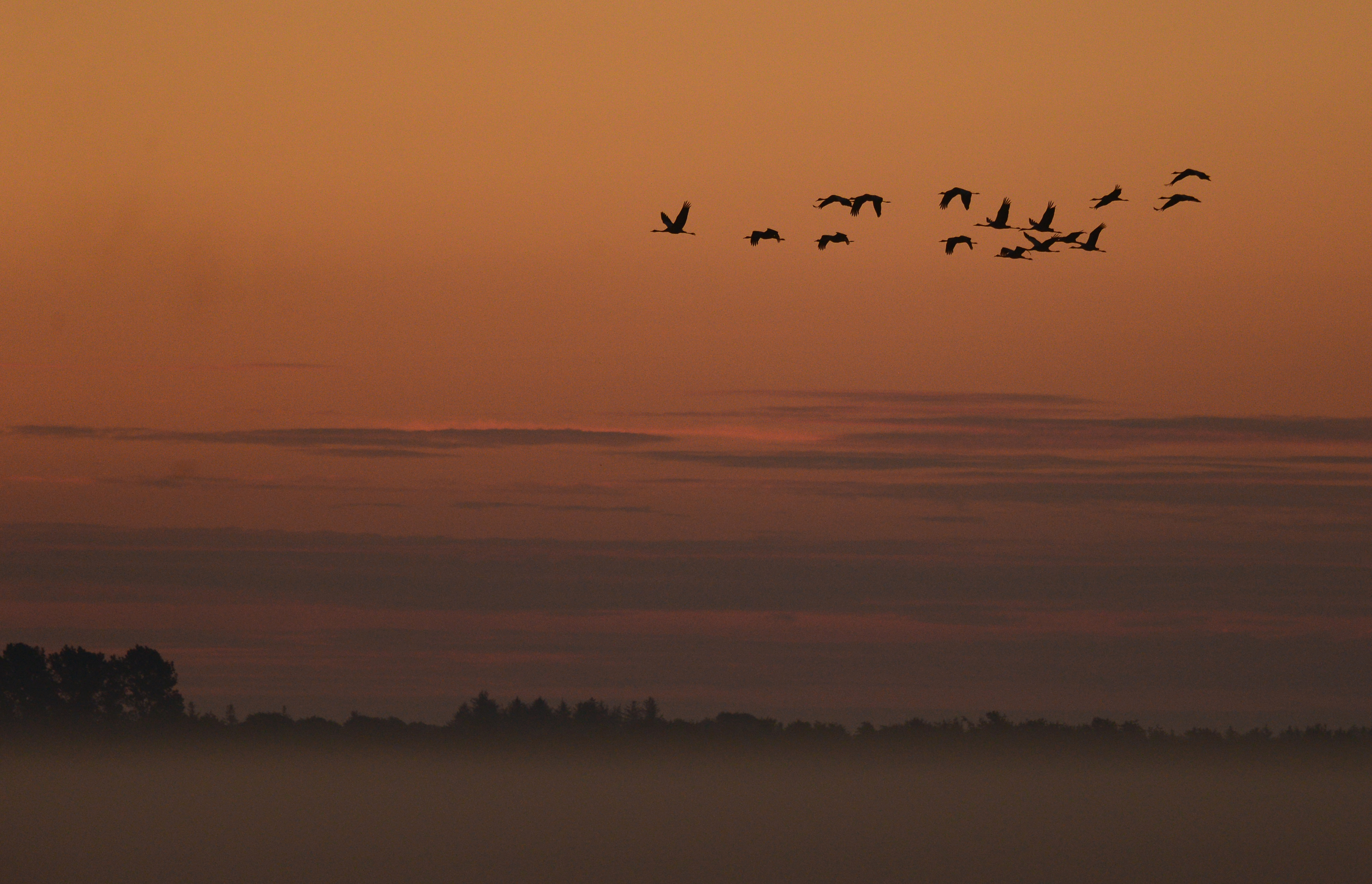  Traner flyver mod nattesæde foto Jan Skriver