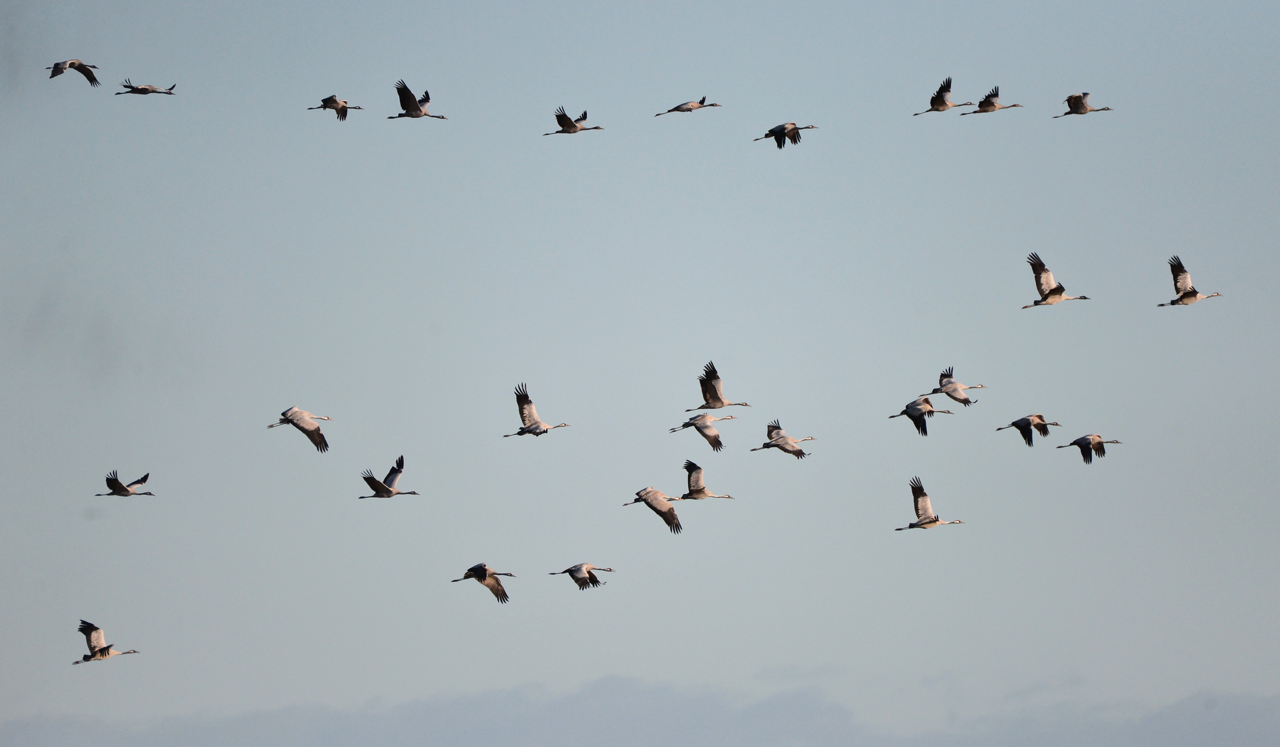  Tranevrimmel pa himlen traneflok indleder deres traek foto Jan Skriver