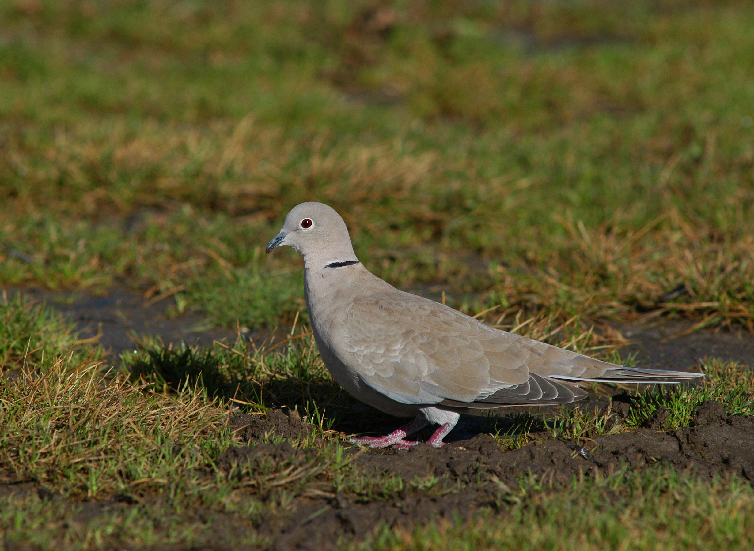  Tyrkerdue foto Jan Skriver