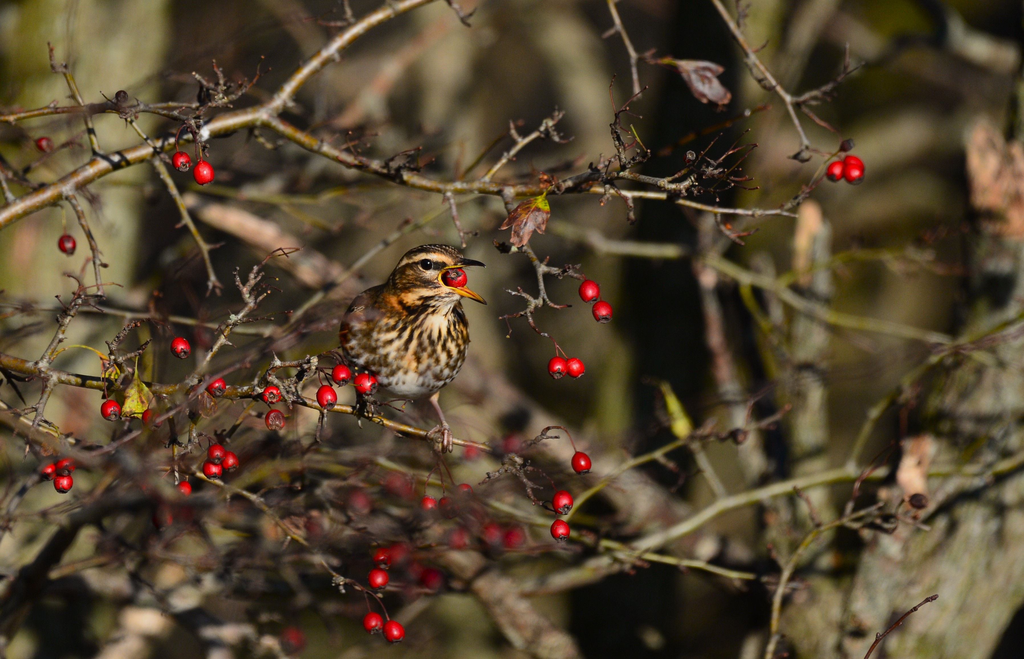  Vindrossel sluger bær fra hvidtjørn