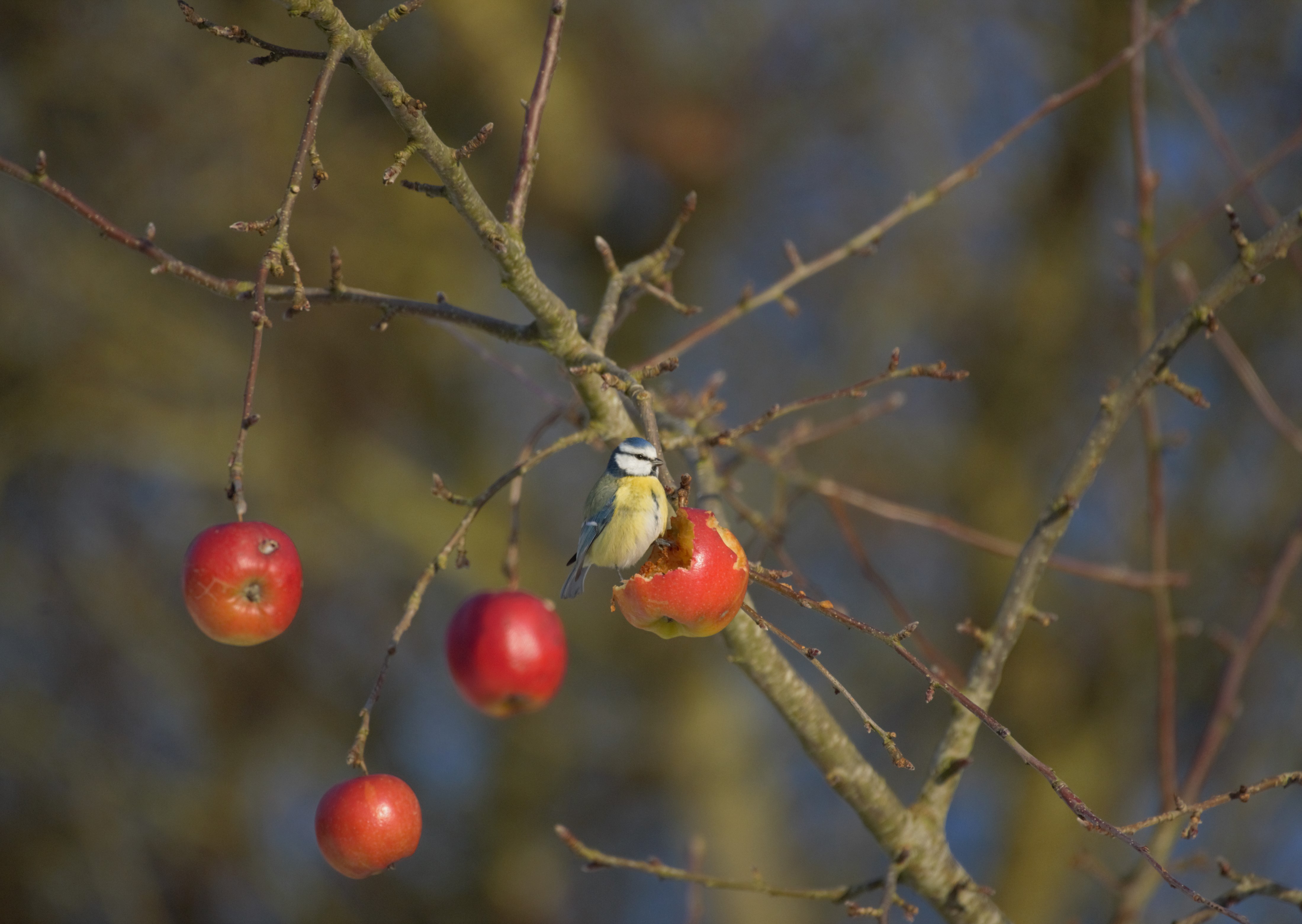 blaamejser og drosler