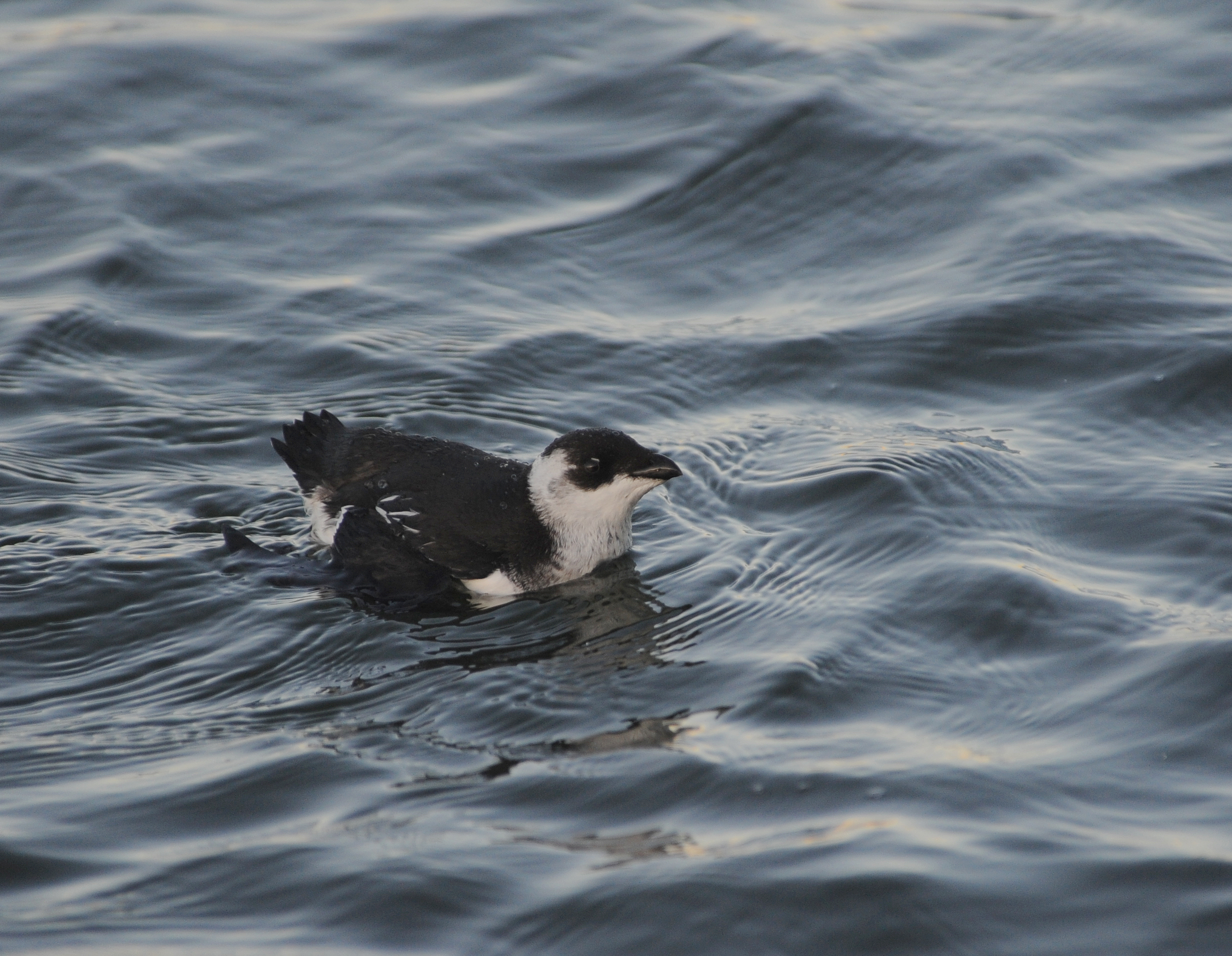 sookonge havneomraade foto Jan Skriver