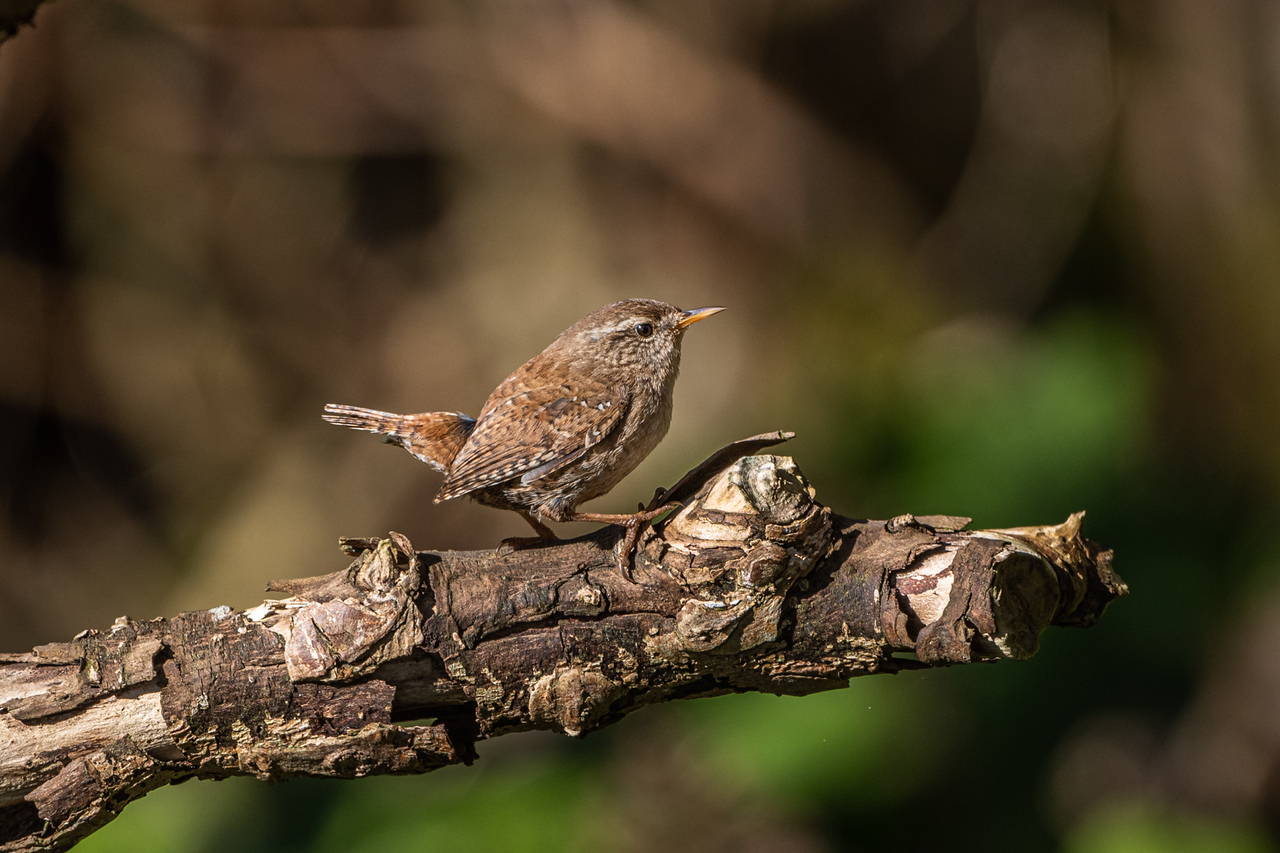 Efter en lang, lang vinter: Færre gærdesmutter synger foråret ind