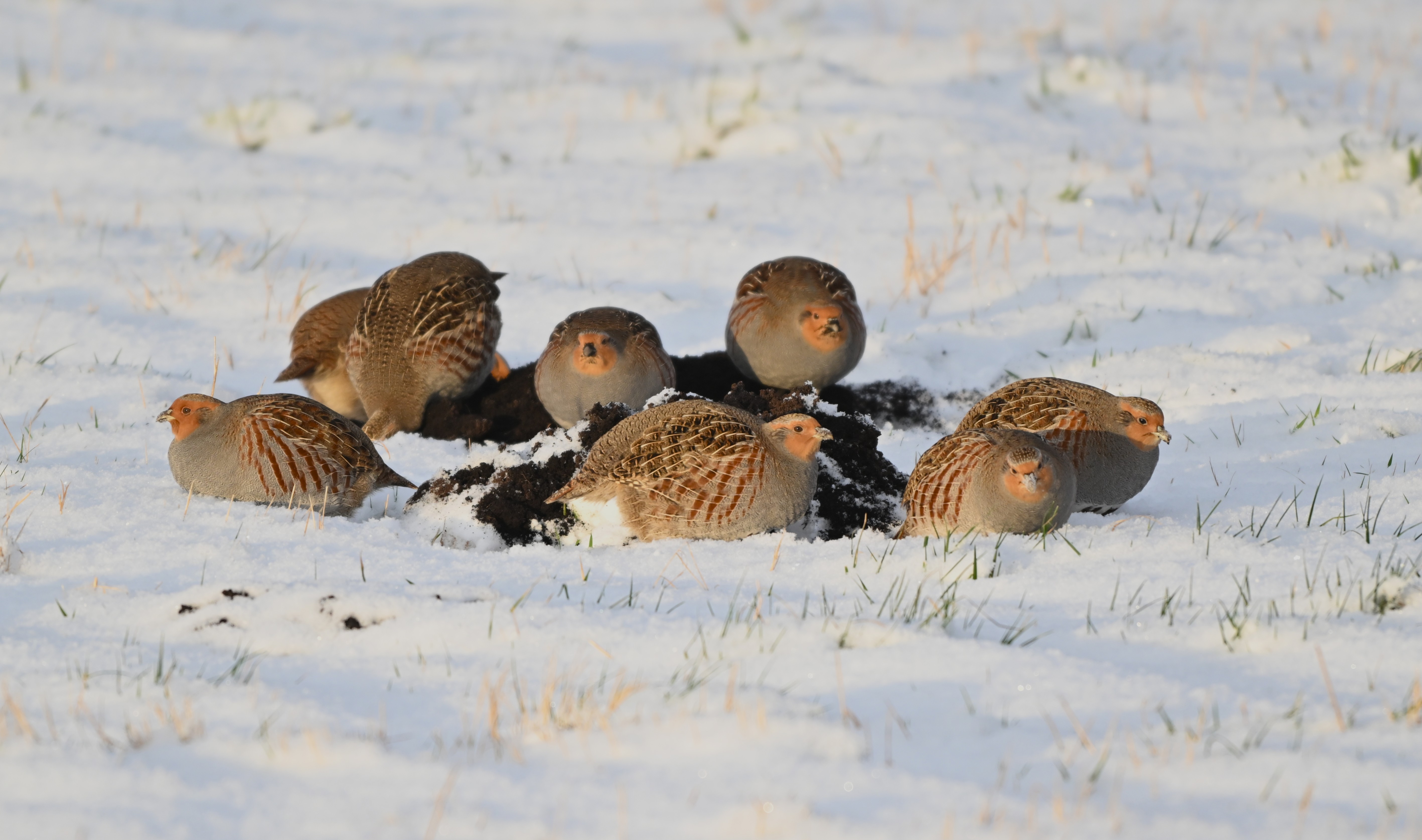 Agerhons samles om muldvarpeskud hvor de kan finde fode foto Jan Skriver