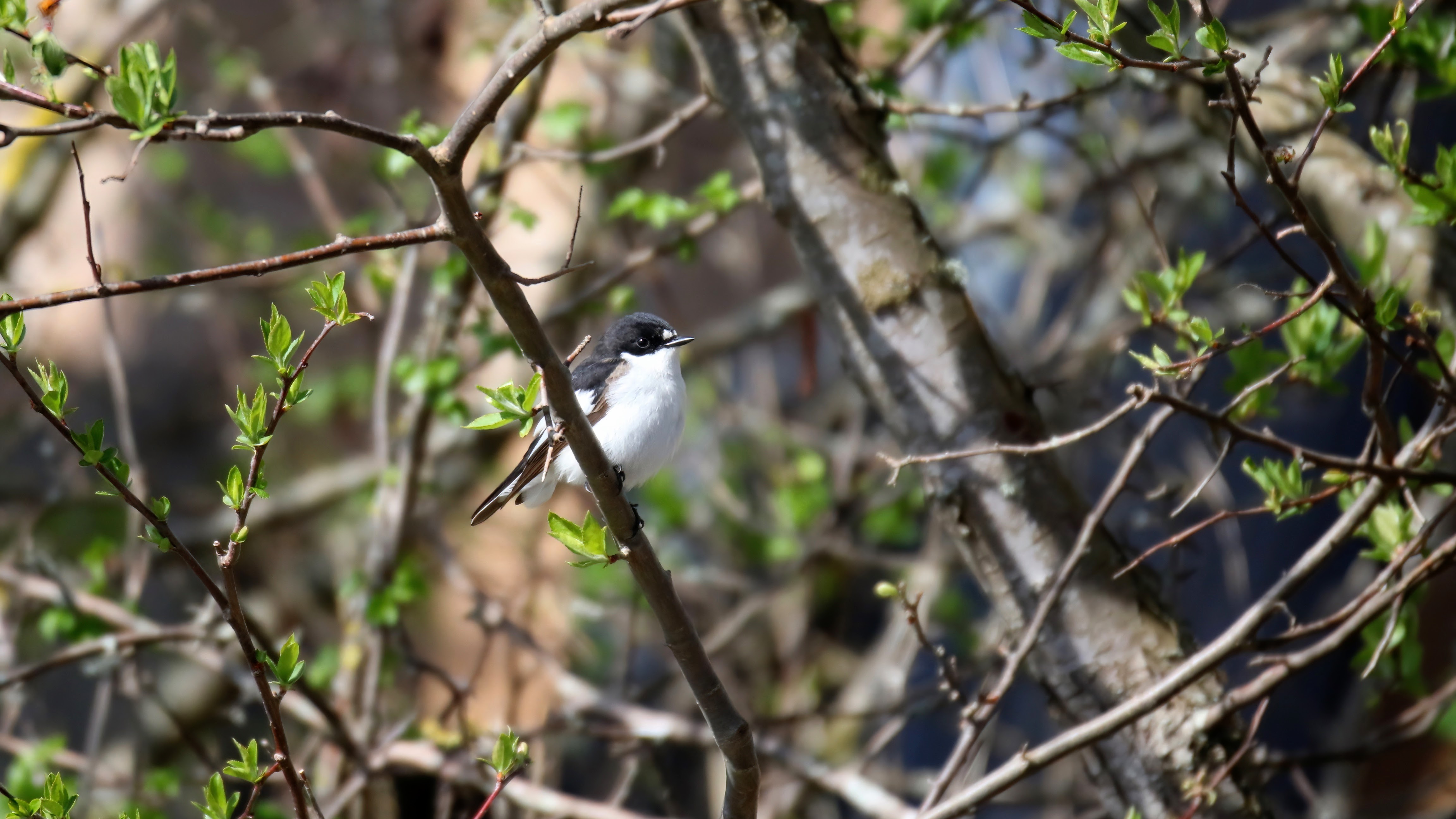 Broget fluesnapper Skagen april 2023 DPE