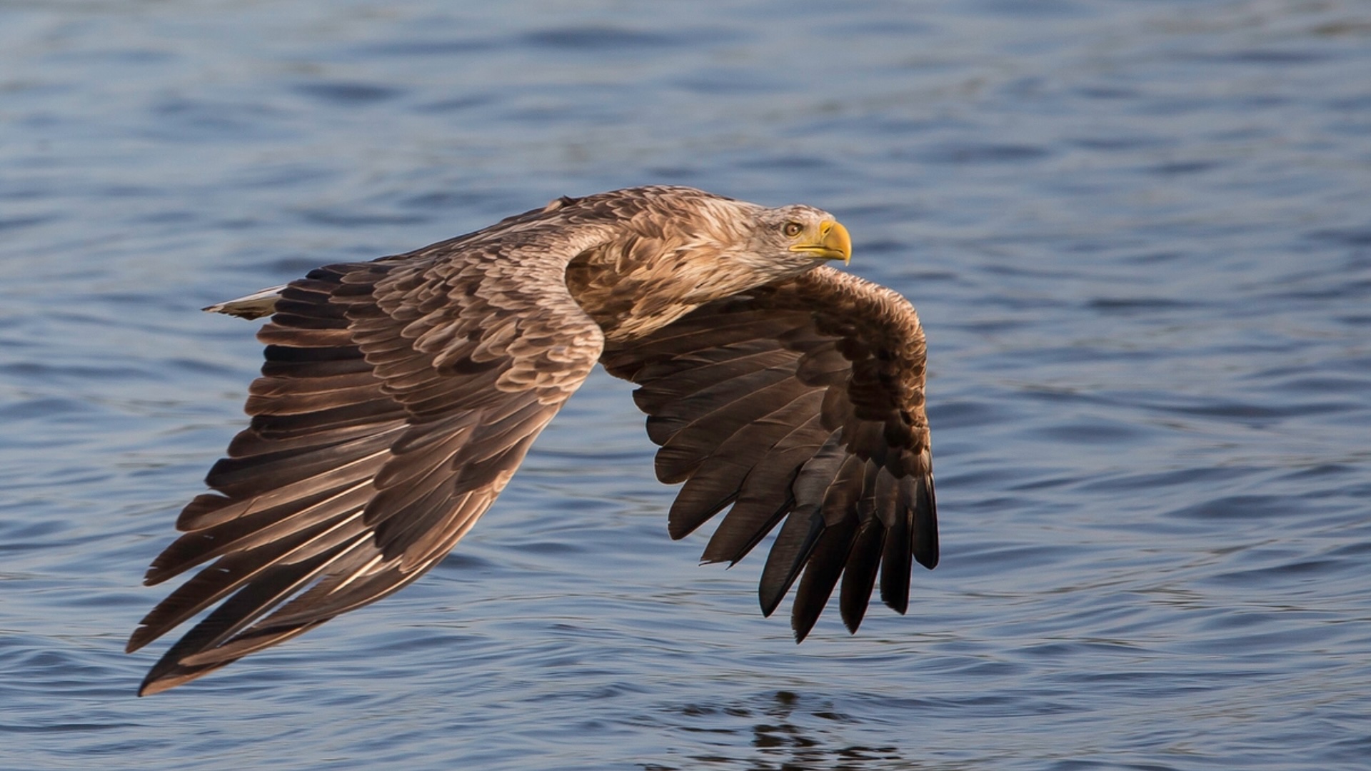 Himmelens hersker over de åbne vande