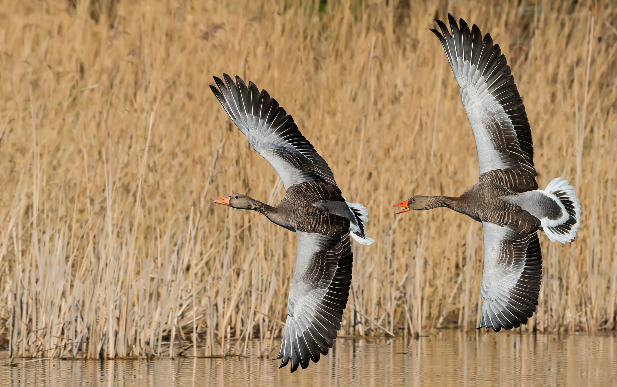 Graagaaas 12Marts2014TorbenAndersenBroager Torben Andersen