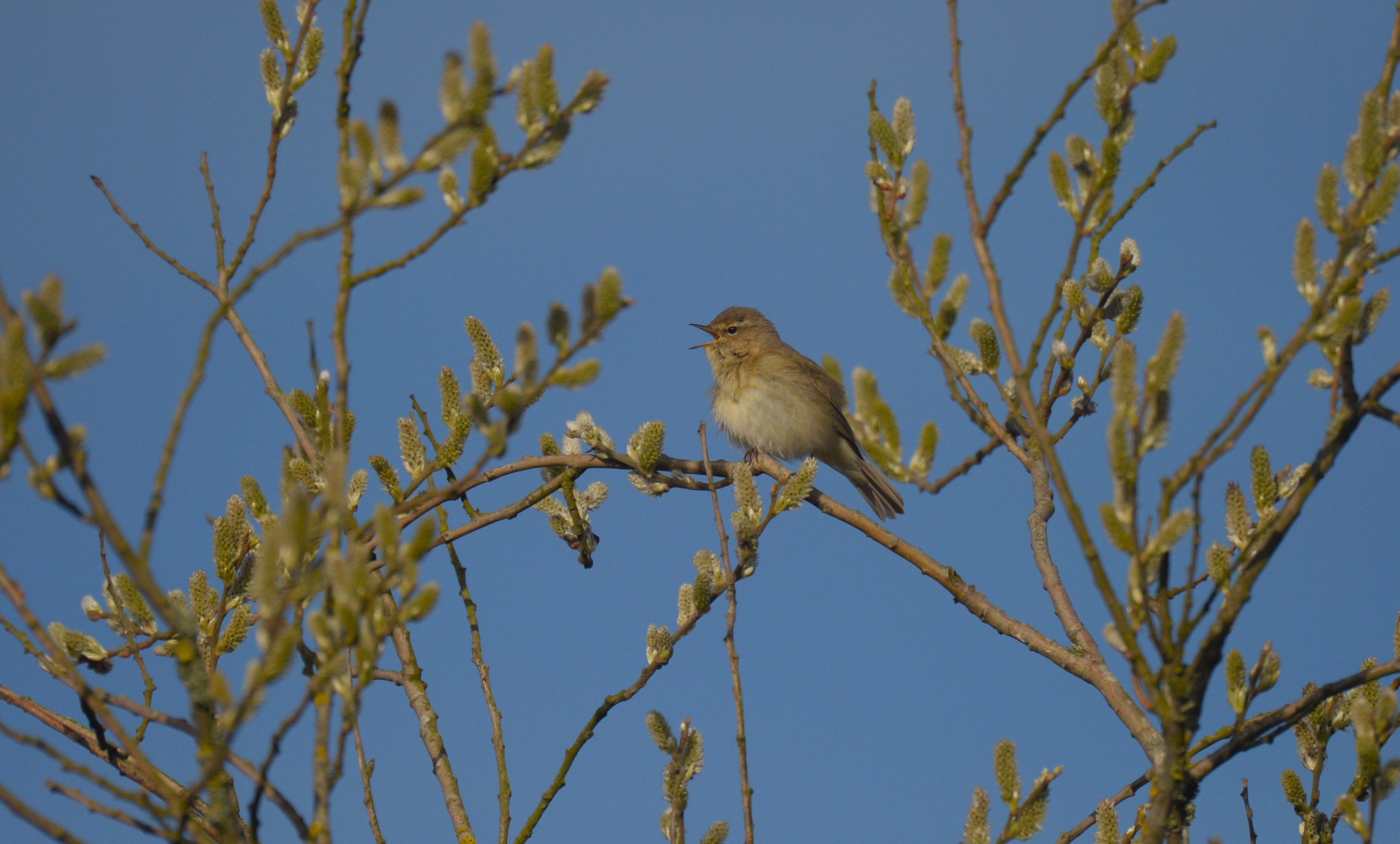 Gransanger synger fra pilebusk foto Jan Skriver