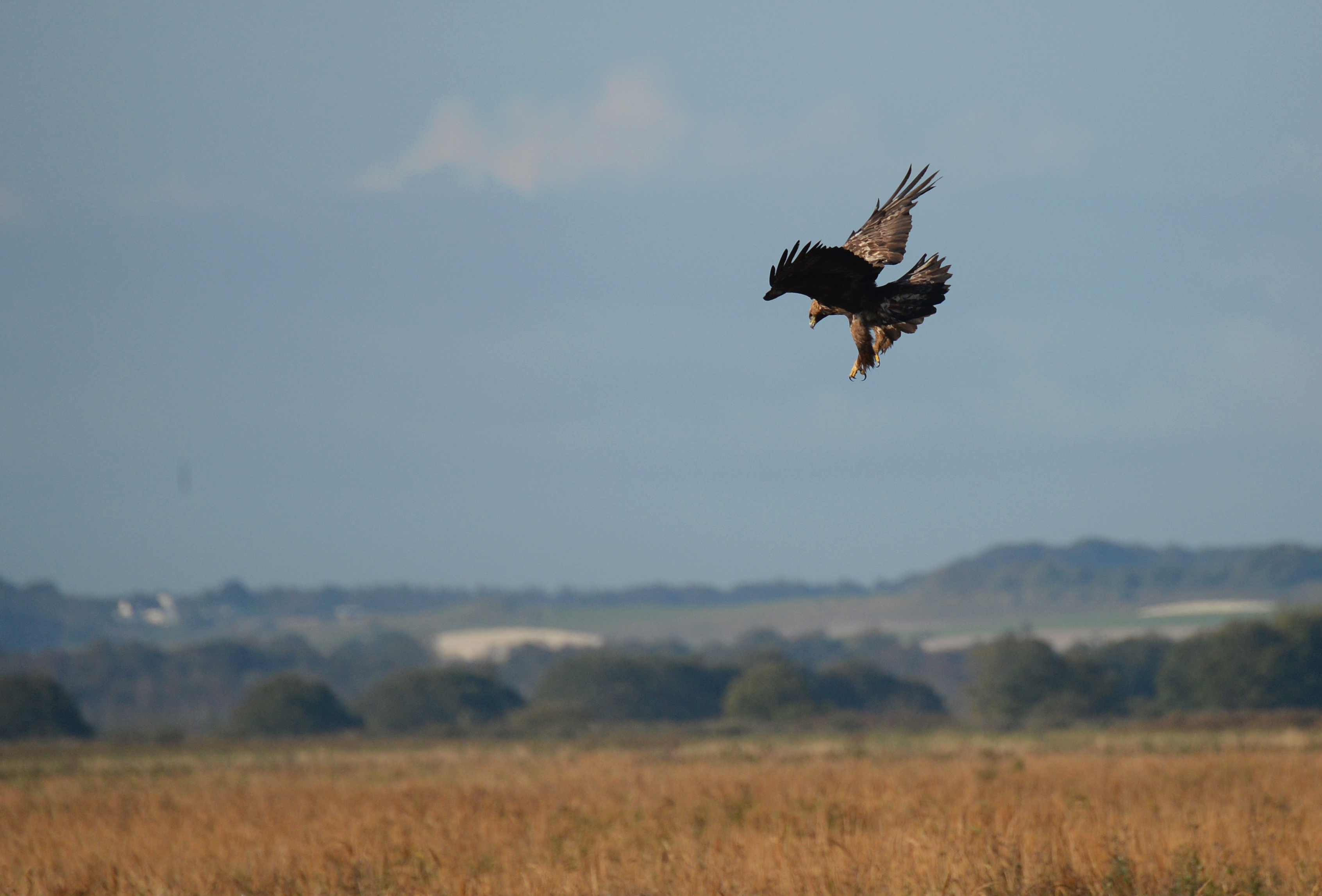 Kongeorn pa jagt foto Jan Skriver
