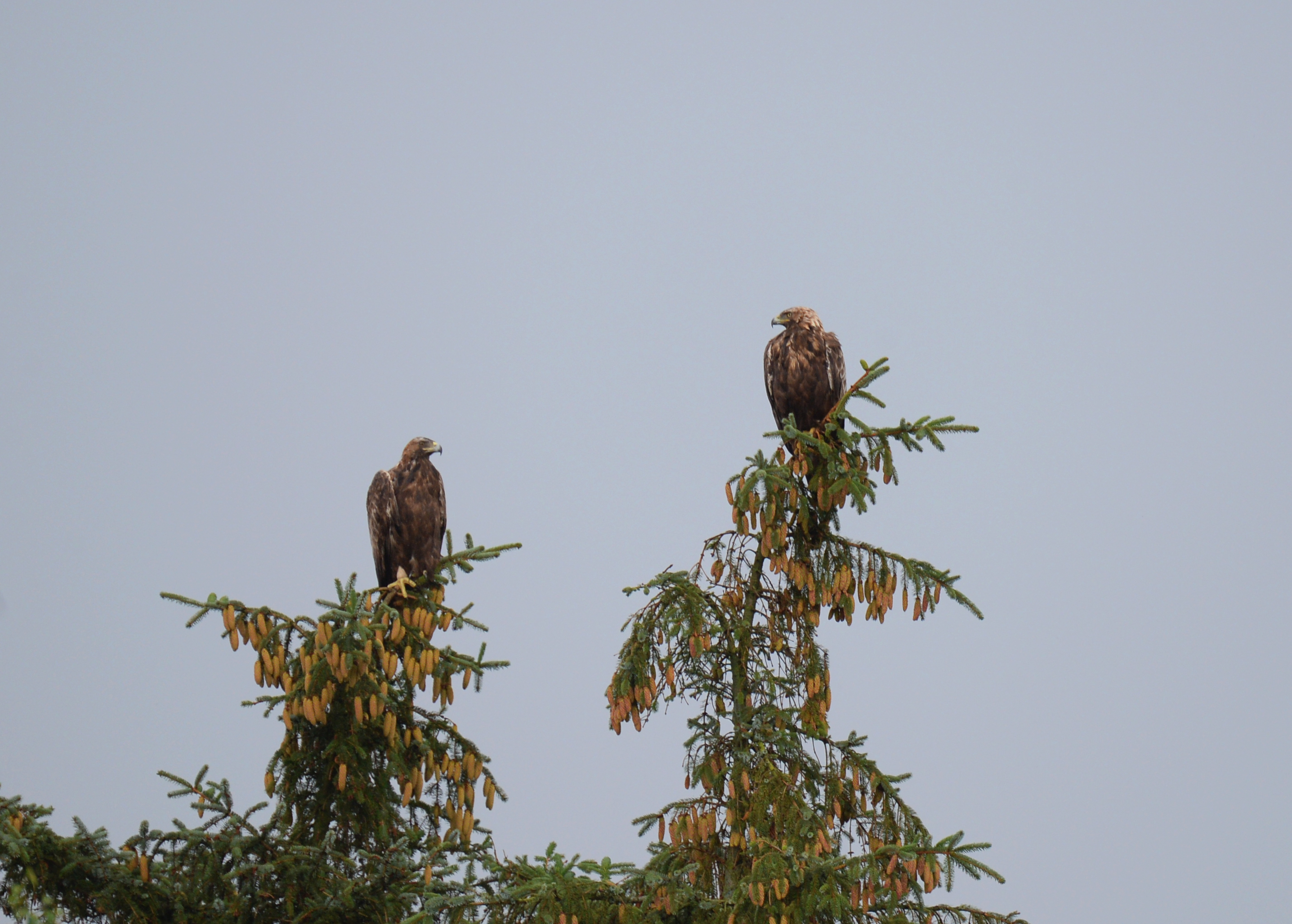 Kongeorn ynglepar i Nordjylland foto Jan Skriver