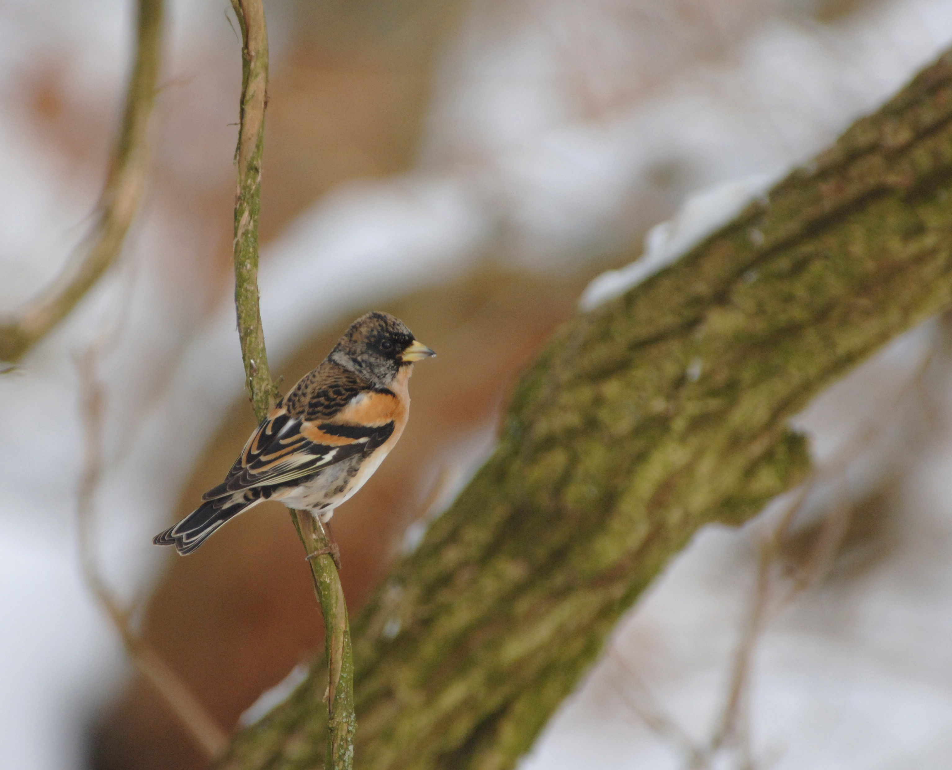 Kvakerfinken optrader med aars mellemrum i invasioner i Danmark foto Jan Skriver
