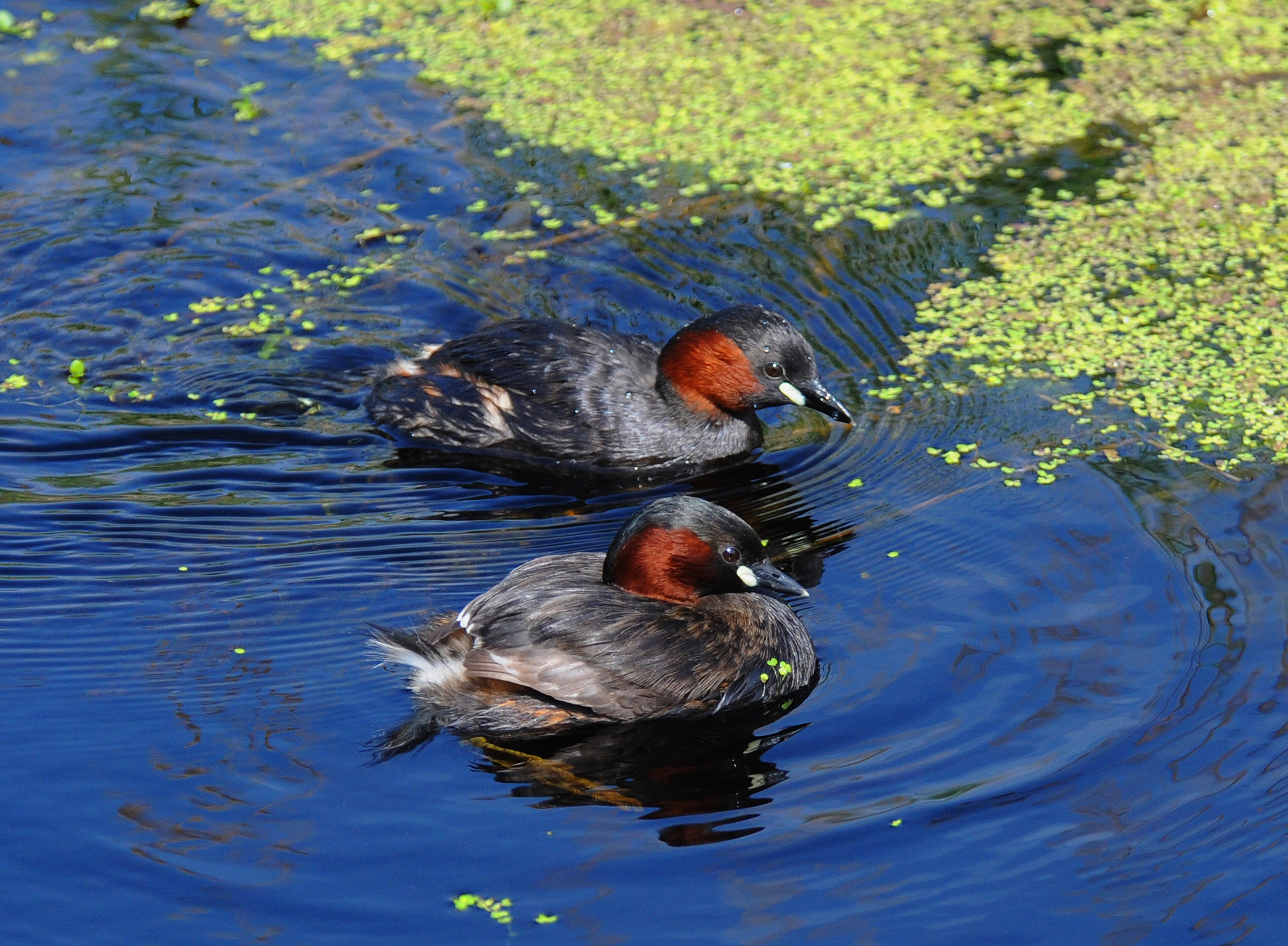 Lille lappedykker par klar til ynglesæsone foto Jan Skriver