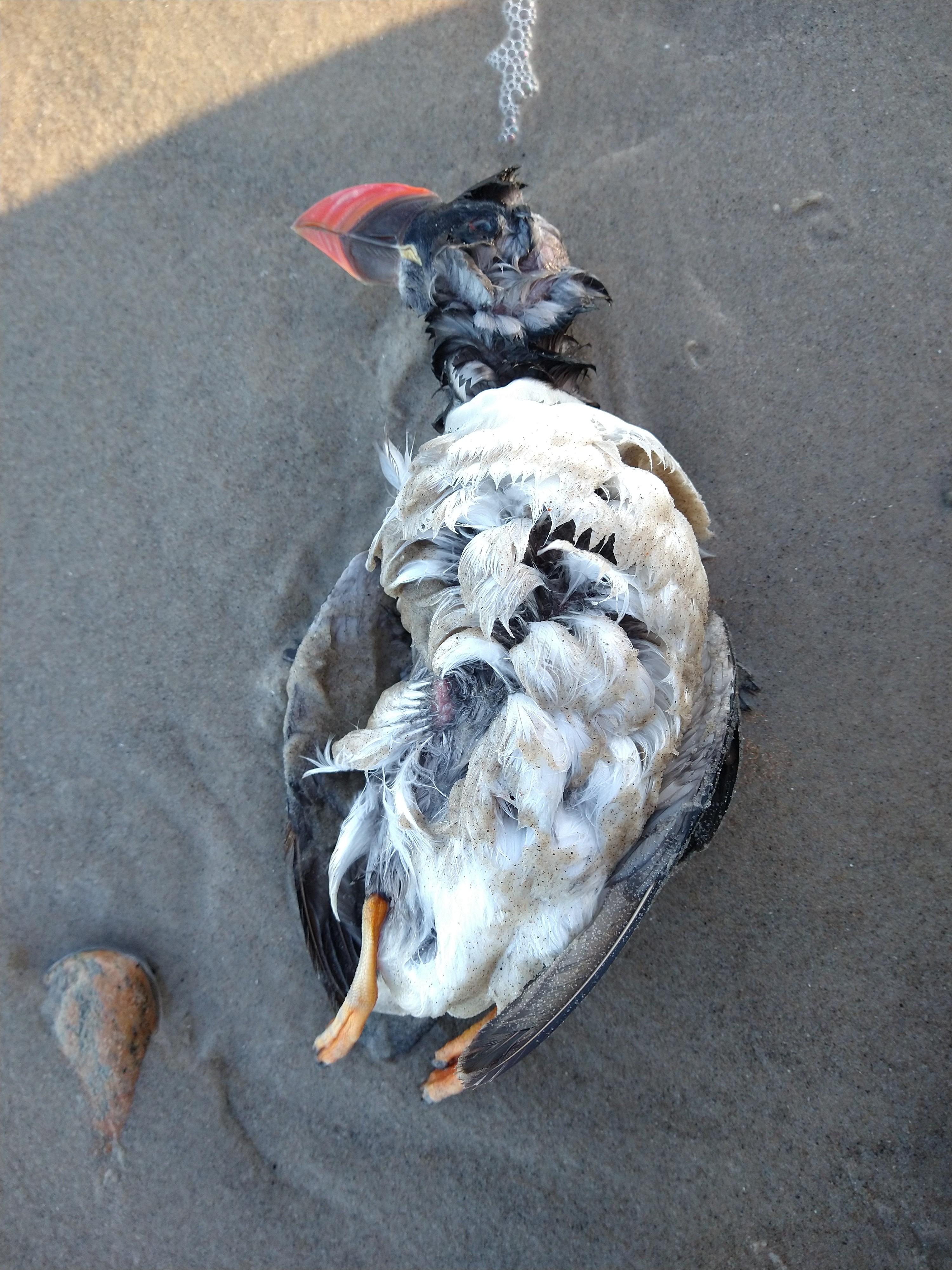 Lunde foto Skagen Fuglestation DOF BirdLife