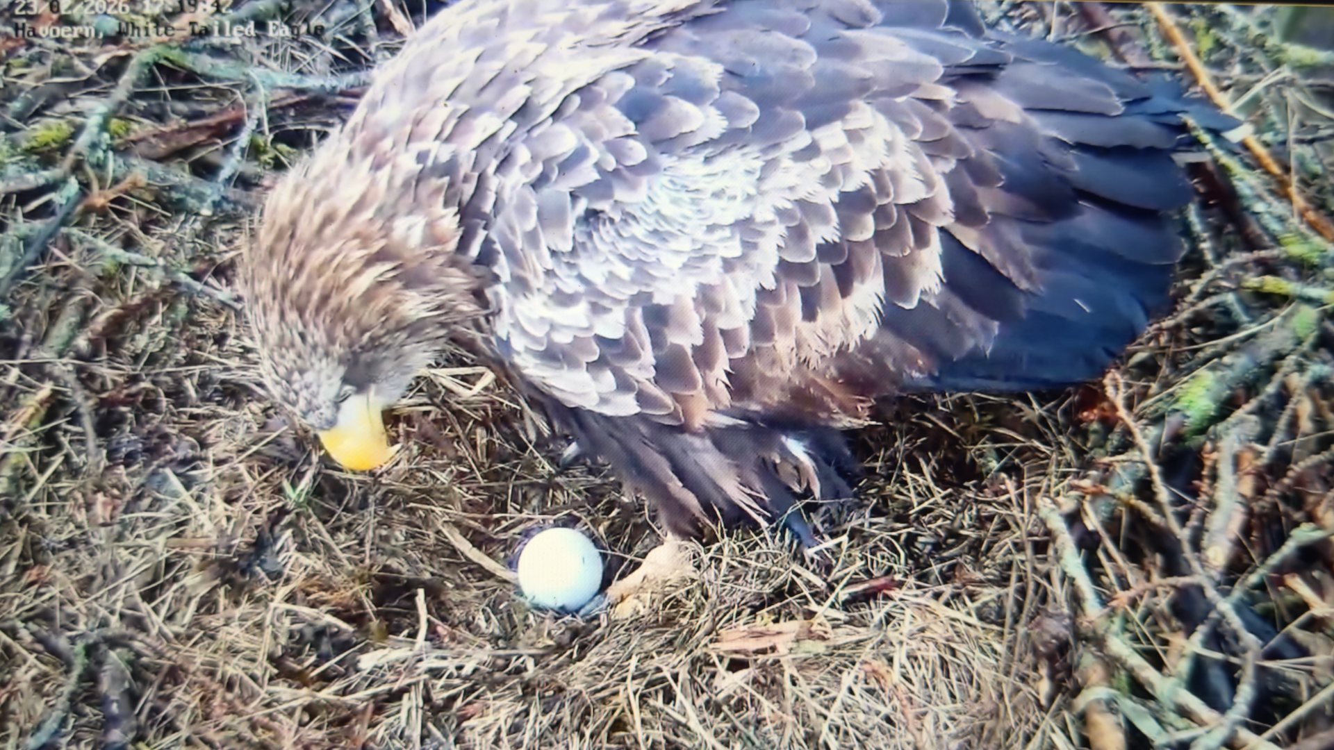 Rette str agg i reden