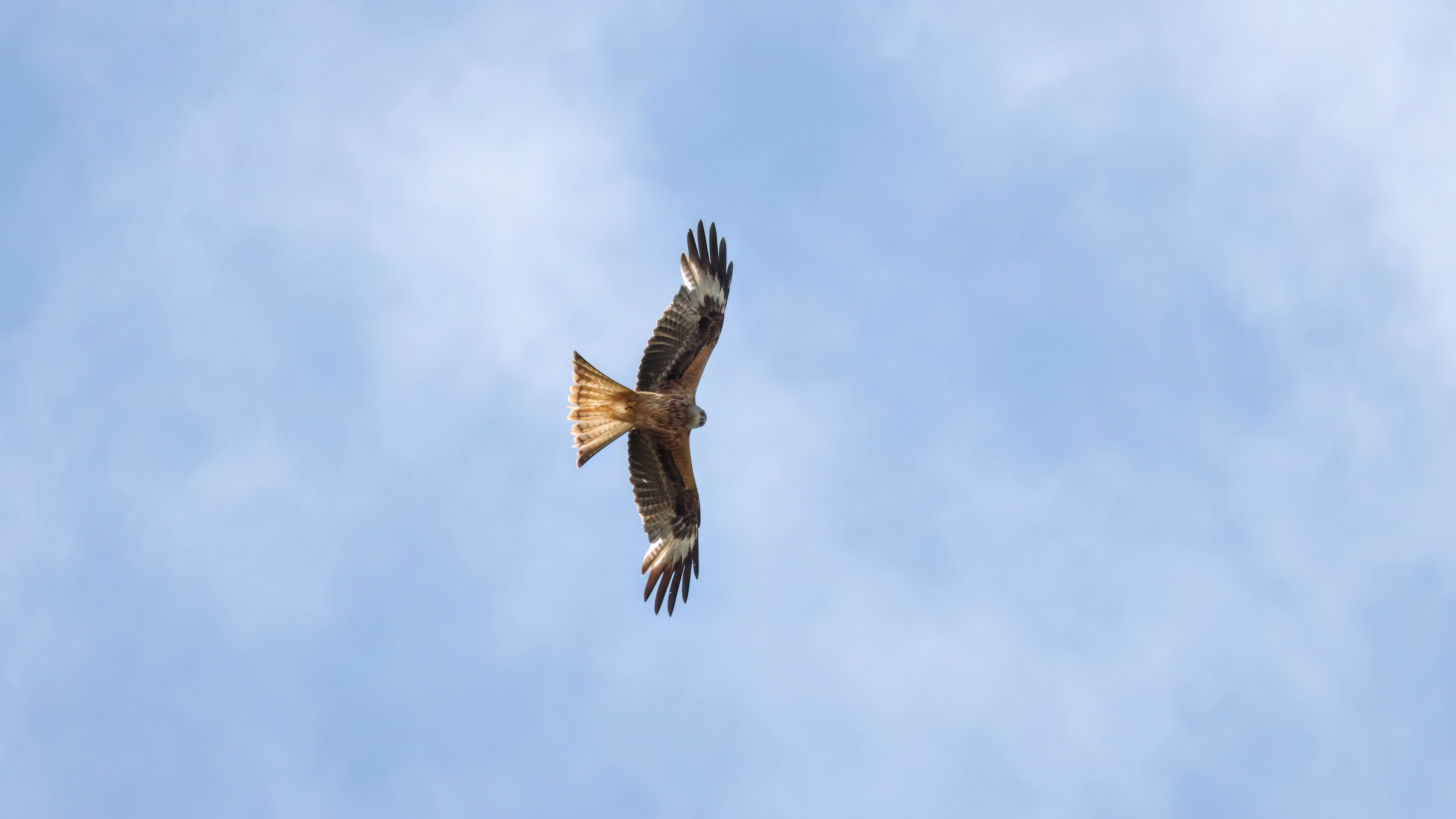 Spænding før glentetælling: Danmarks røde glenter vil måske flygte fra sne og kulde