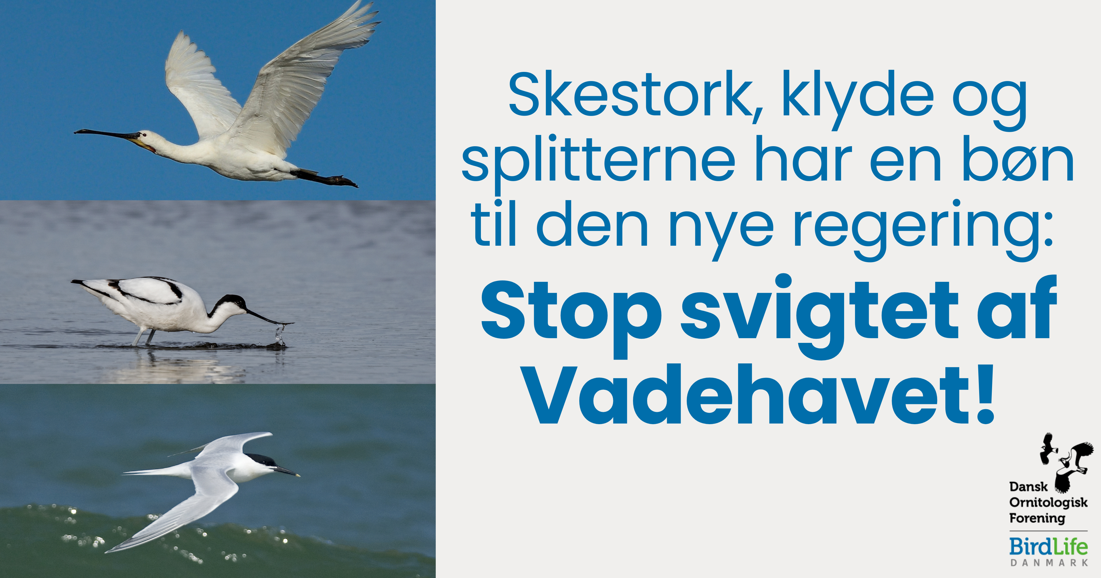 Skestork klyde og splitterne har en bøn til den nye regering 3