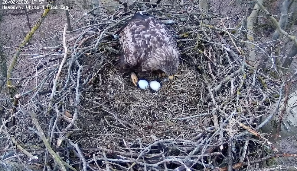 ØrneTV: Kommer der et tredje æg? 