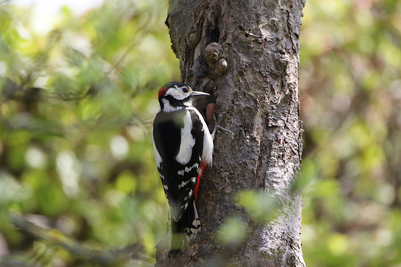 Stor flagspætte Helsinge 14 maj 2017 Erik Biering X2