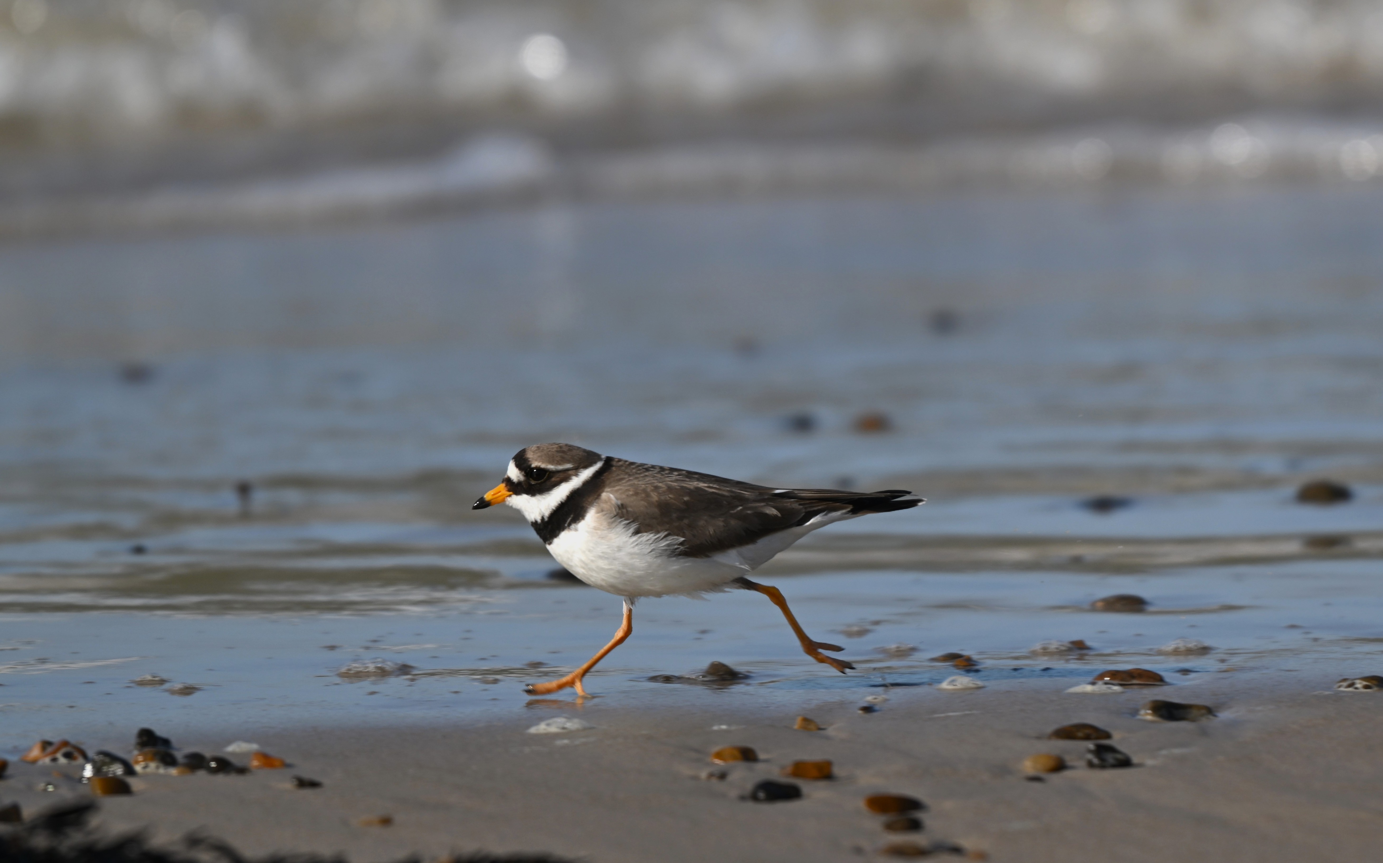 Stor præstekrave i hurtigt løb foto Jan Skriver