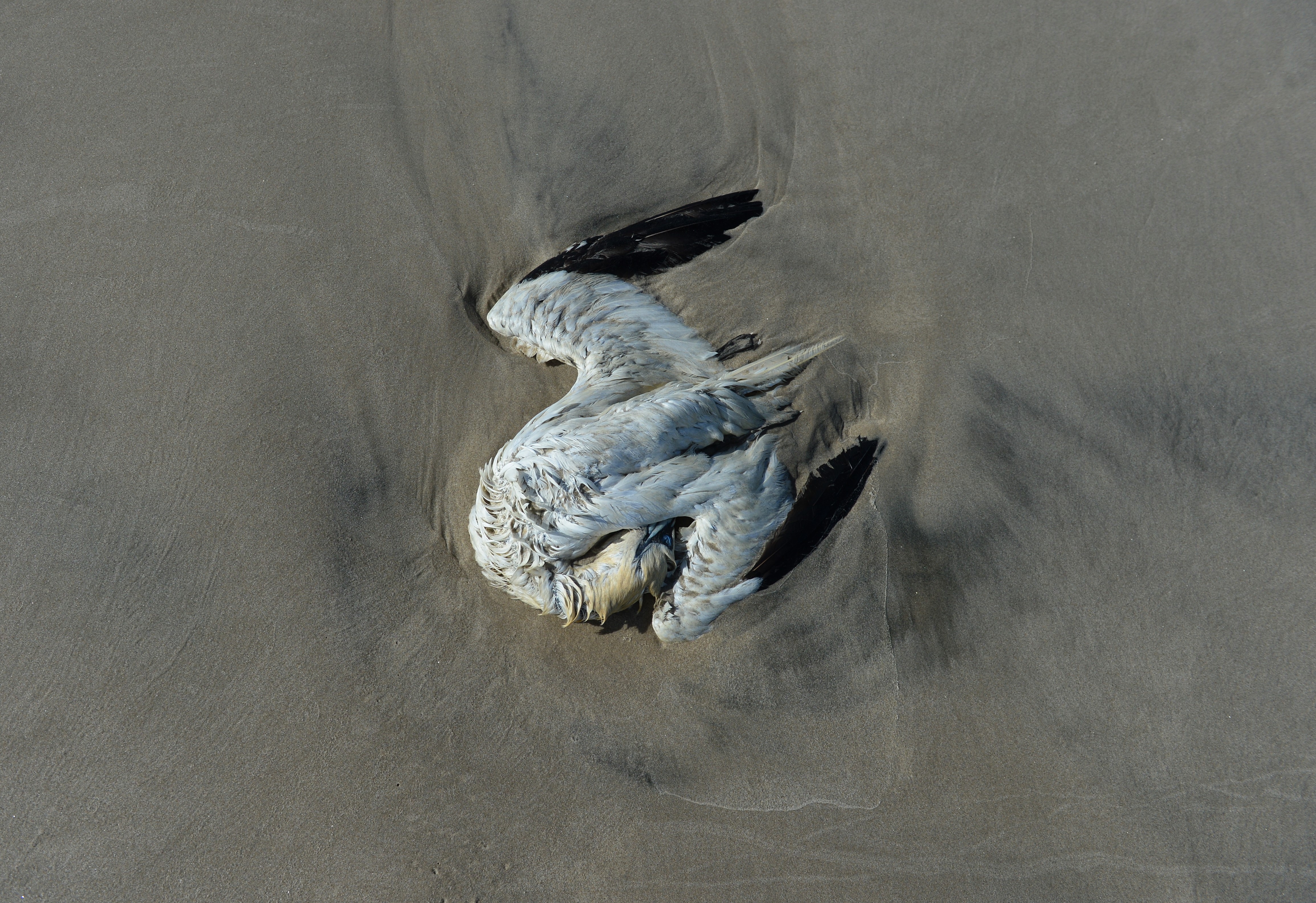 Suledod foto Jan Skriver