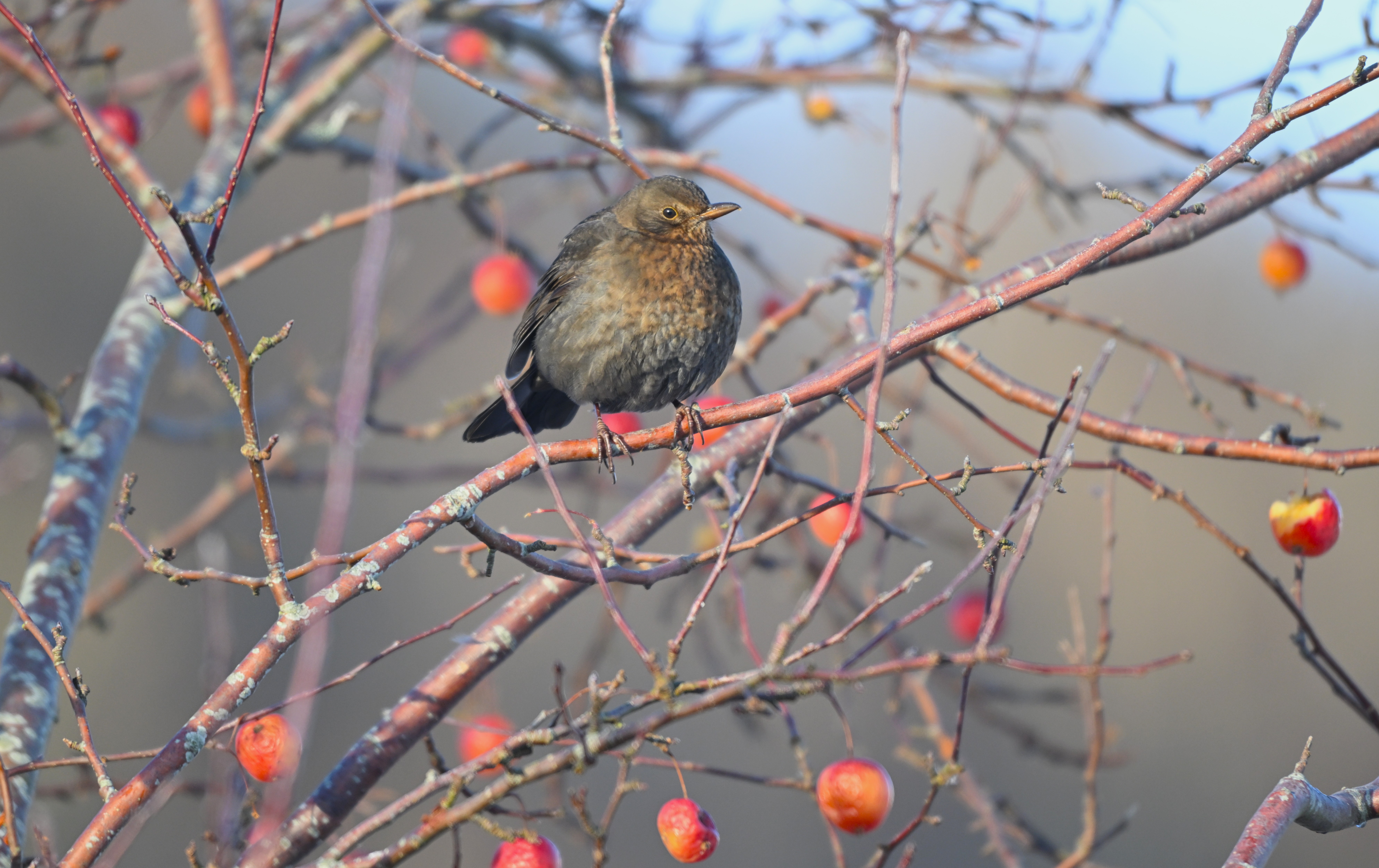  Solsort hun gør sig buttet