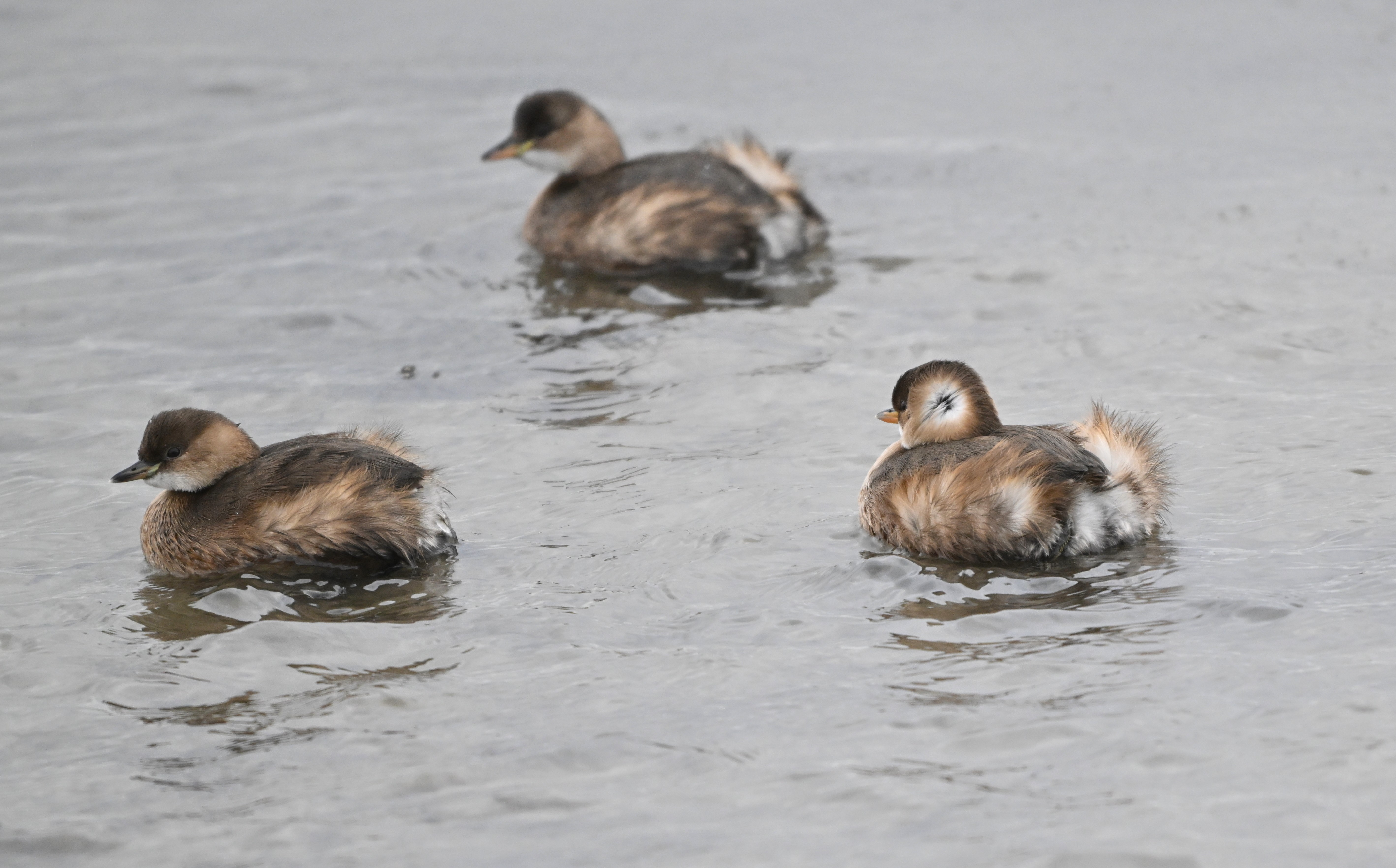 Vinteren tvinger dykkende fjerbolde mod havne og åbent vand