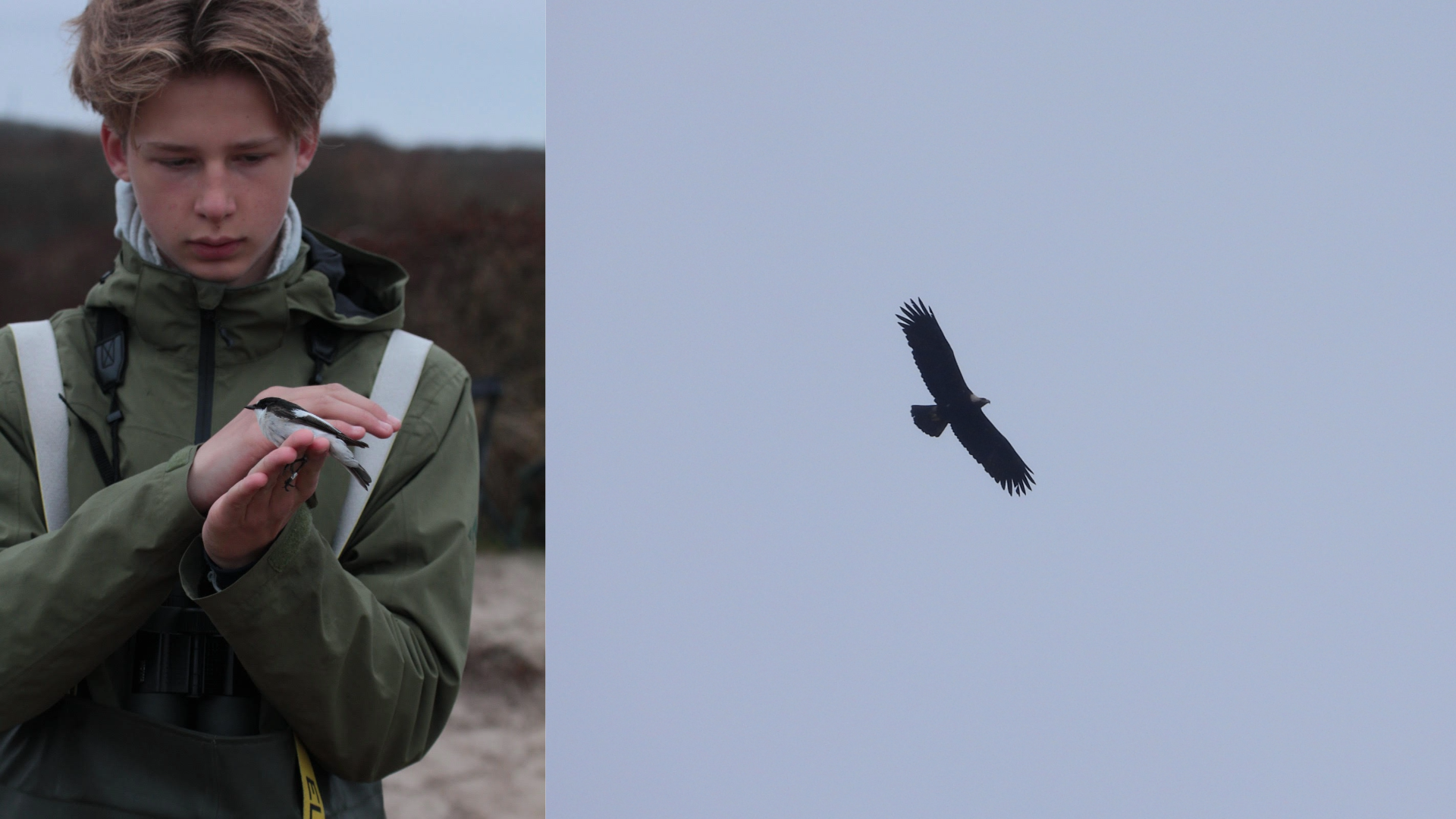 Kongeligt syn, da Gustav fik kejserørn i kikkerten