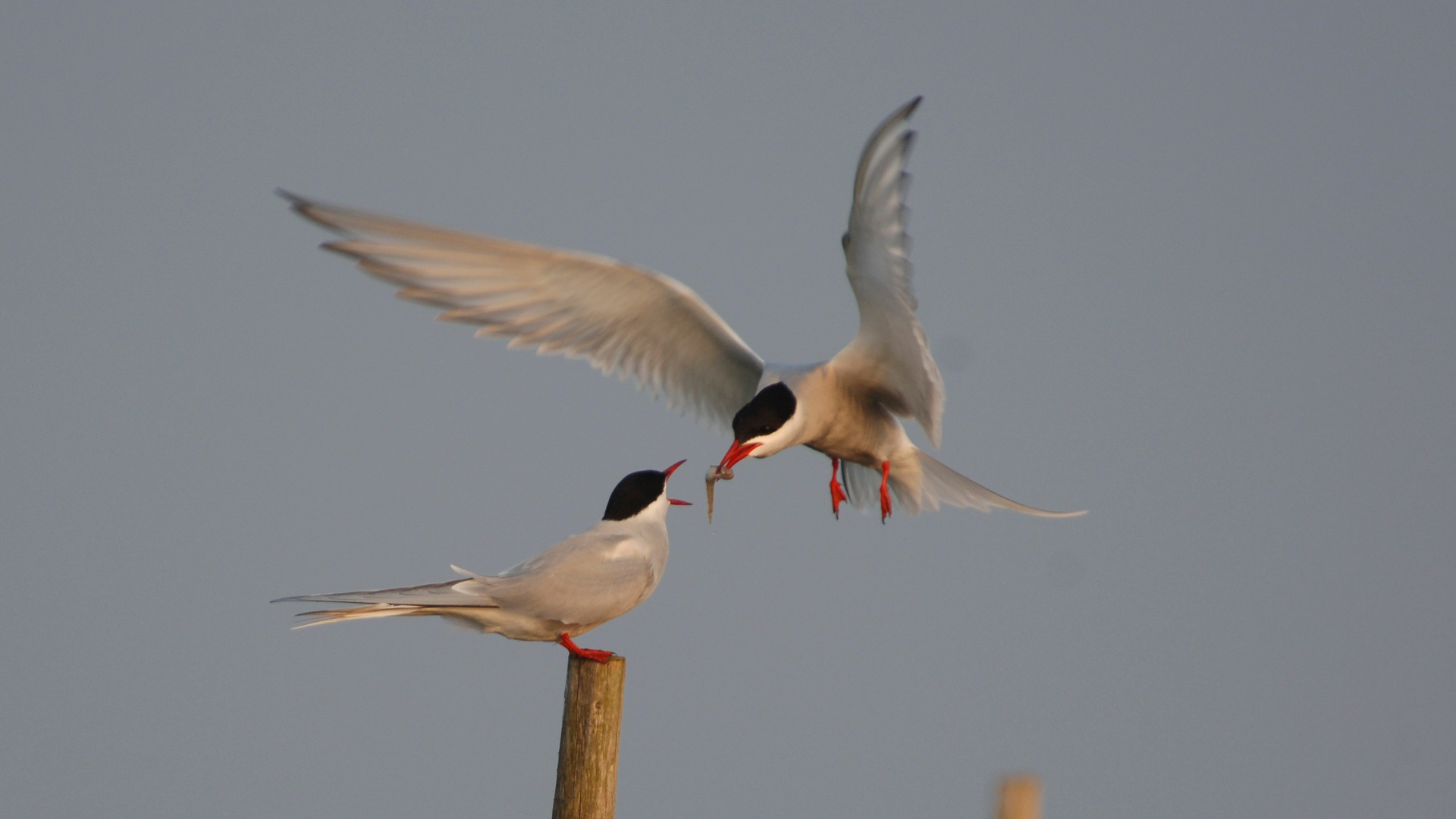 til nyhedsartikler 20