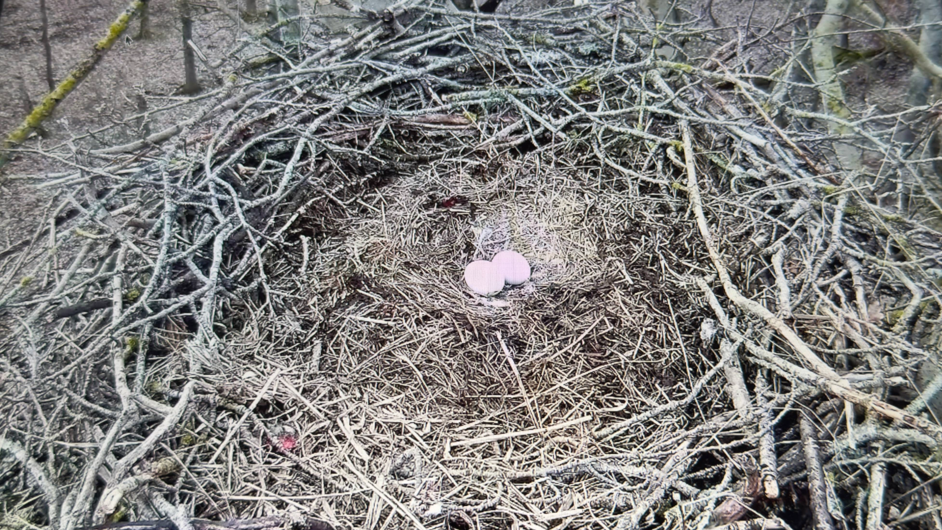 Klækning: Udsigt til gennembrud i ØrneTV