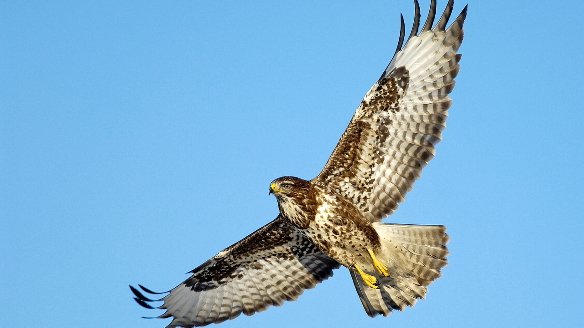 Musvågetræk: Så er der afgang for de unge og bredvingede
