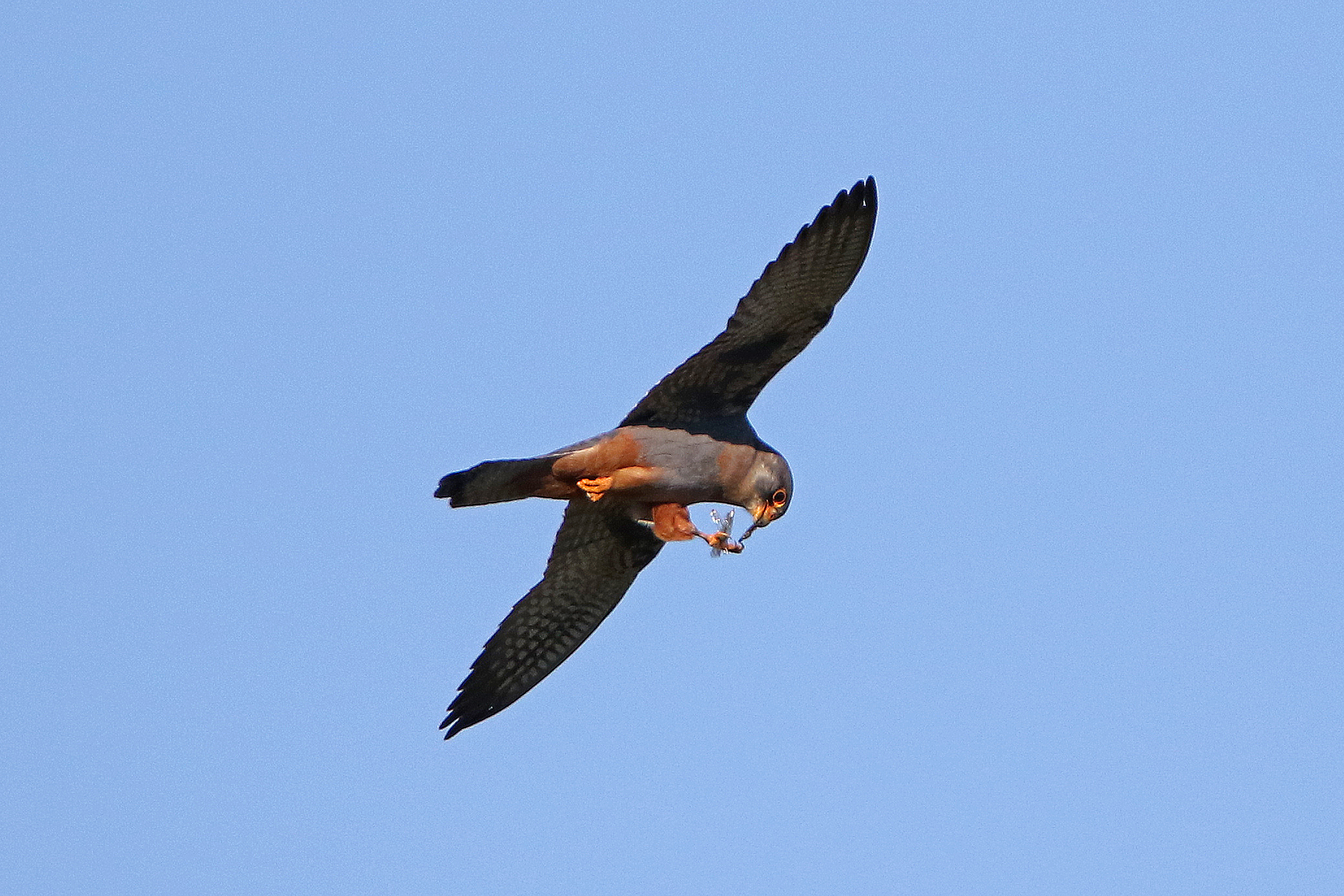 Aftenfalk Bornholm 22 maj 2017 Erik Biering 1