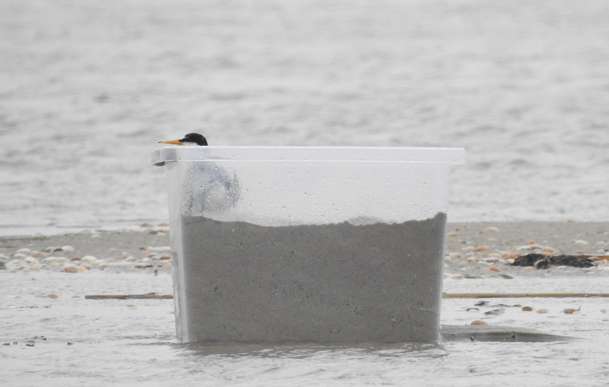 Pa Soren Jessens Sand Fano har man anbragt sandkasser til sikring af dvaergternerne under hojvande foto Ulf M. Berthelsen skaleret