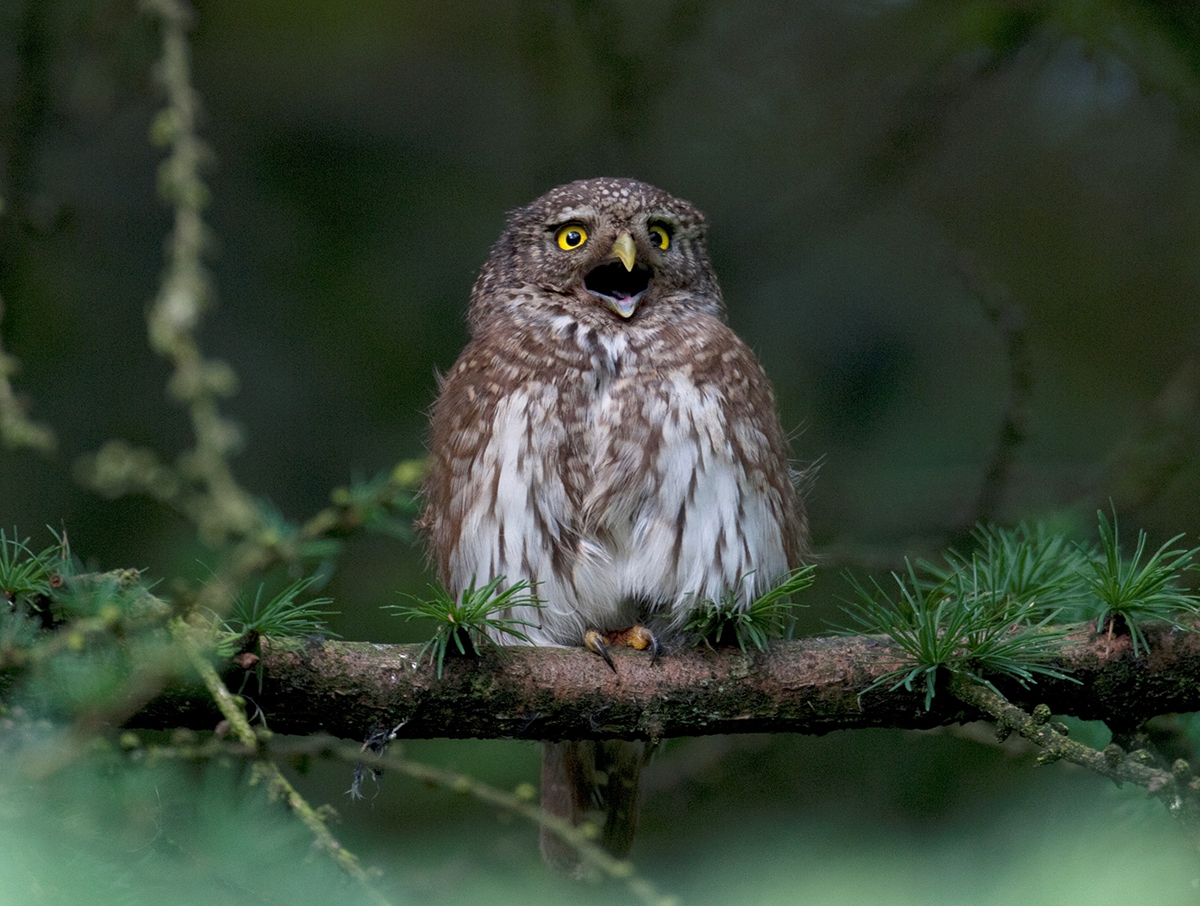 Spurveuglehun kalder pa sine flyveklare unger i en skov ved Hamborg midt i juni foto Klaus Dichmann