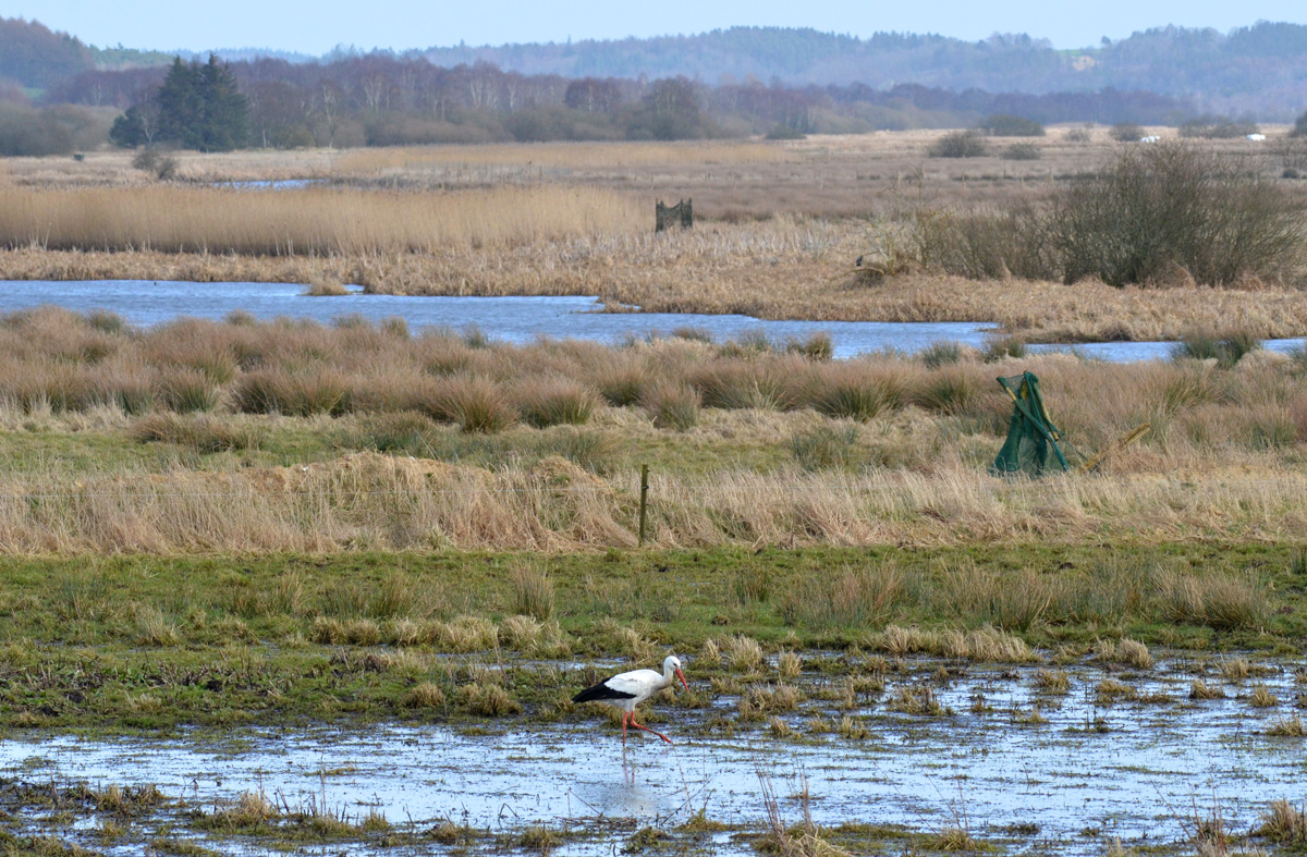 Stork Nørreådalen øst for Viborg er et perfekt storketerræn her søgher Øby storken føde foto Hans Skov