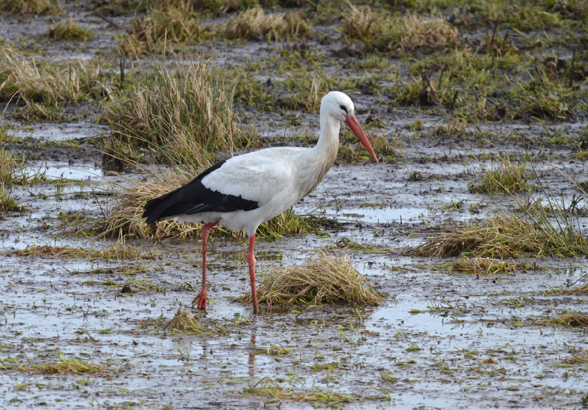 Storken i Øby finder føde i Nørreådalen foto Hans Skov