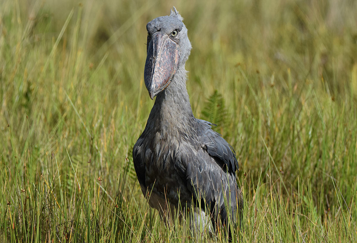 Objector sol Human Læs BirdLifes positioner til globalt topmøde for biodiversitet - Dansk  Ornitologisk Forening